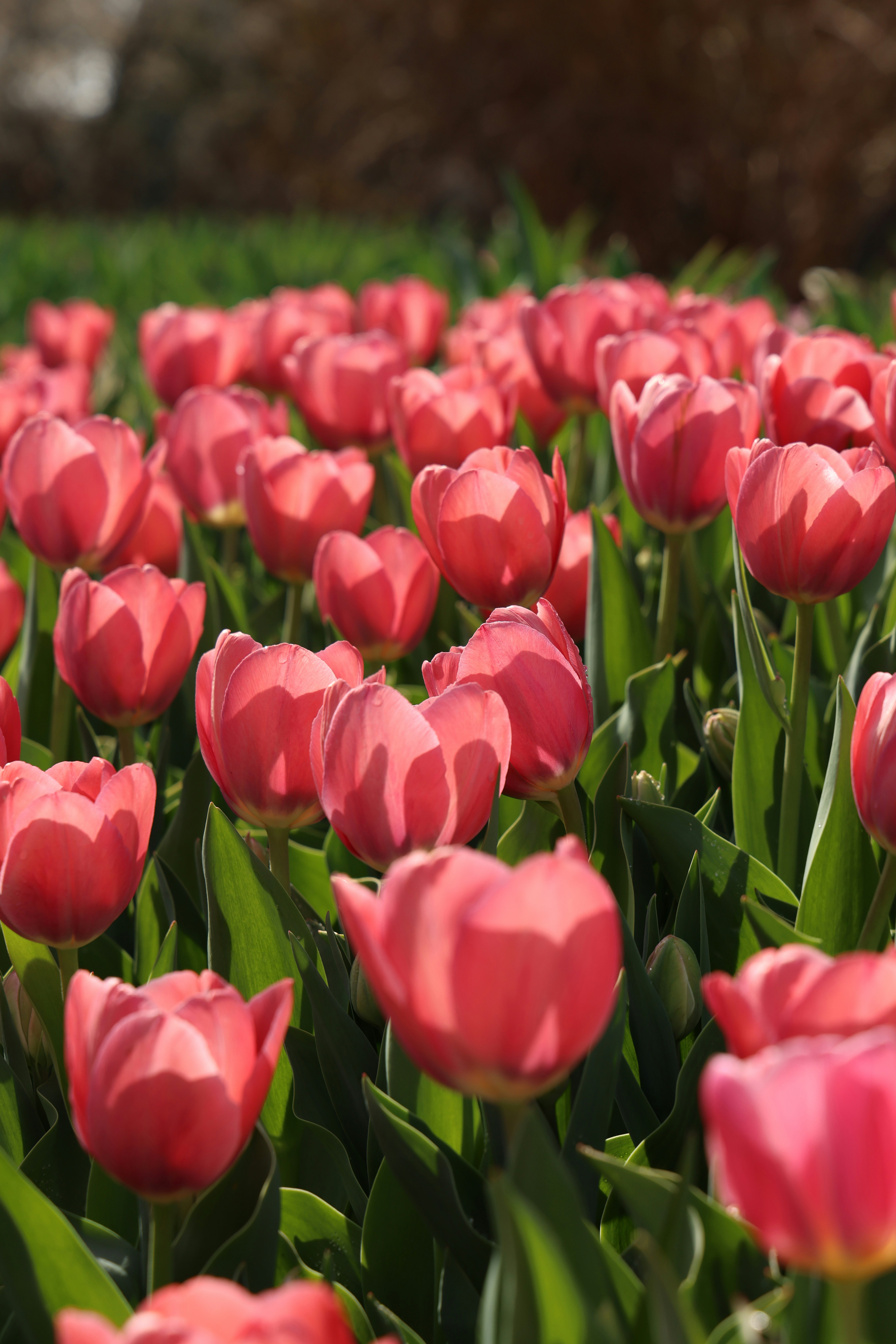 Field of vibrant pink tulips in full bloom.