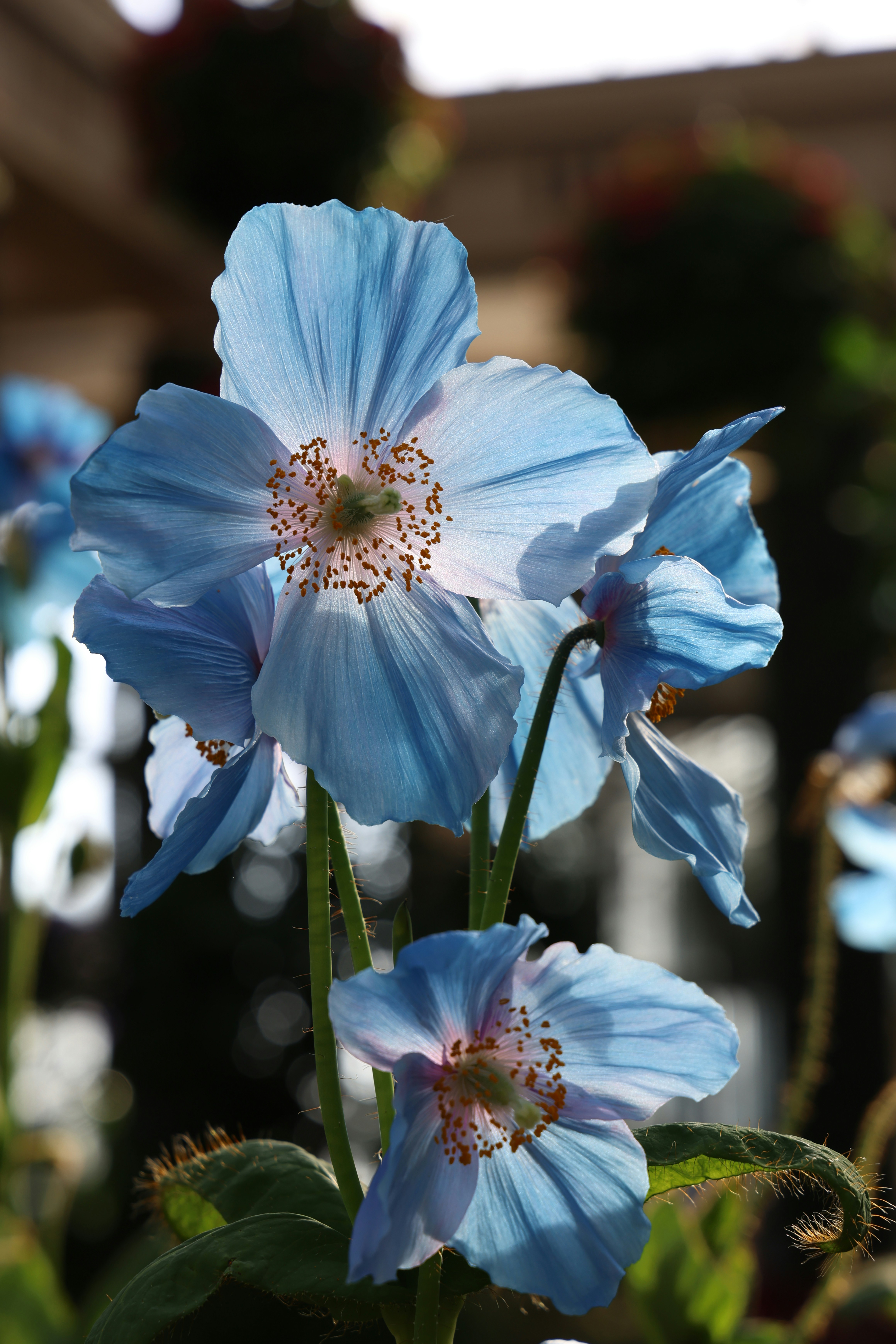 Delicate blue himalayan poppies bloom in soft light.