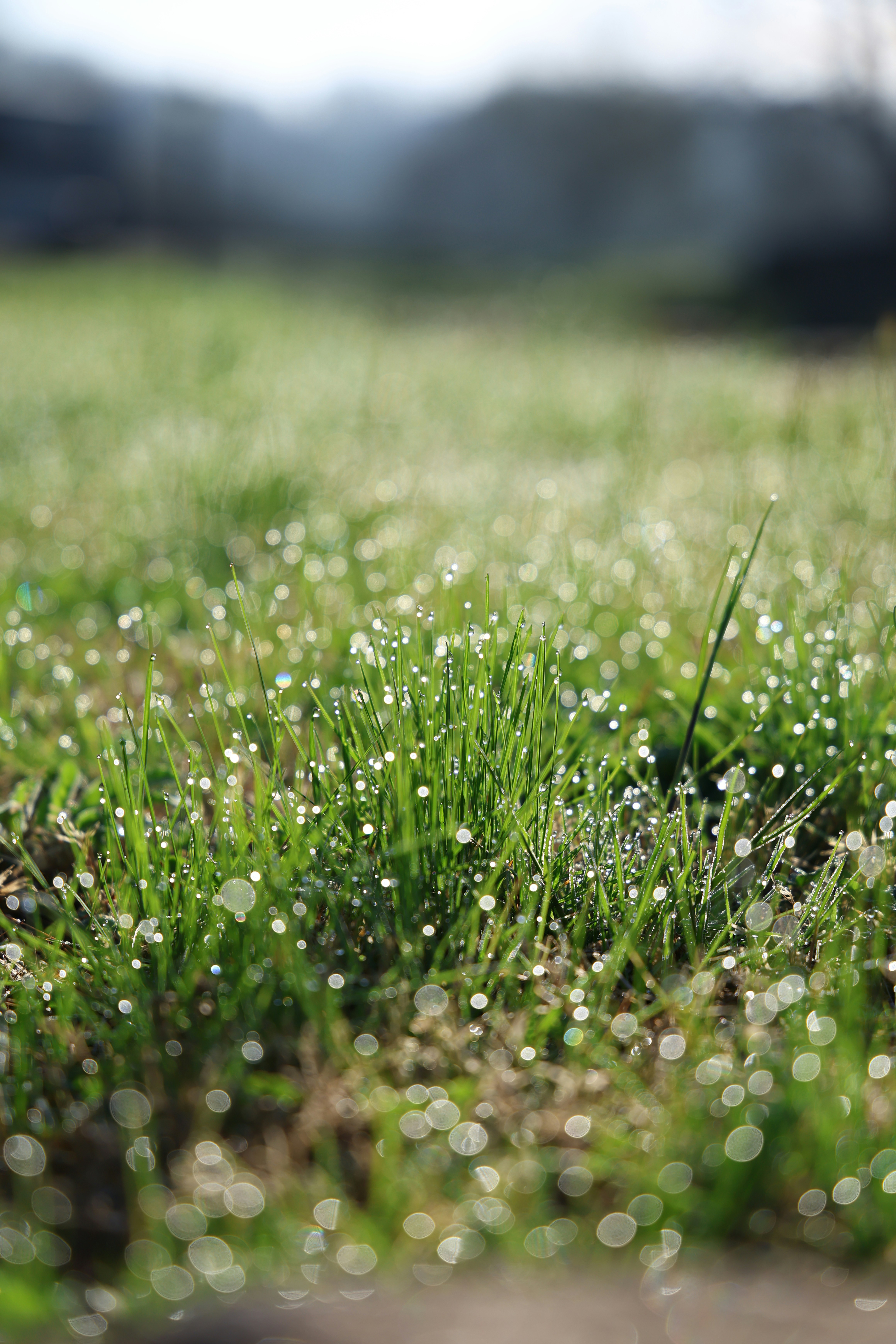 Dew drops on green grass in the morning sunlight