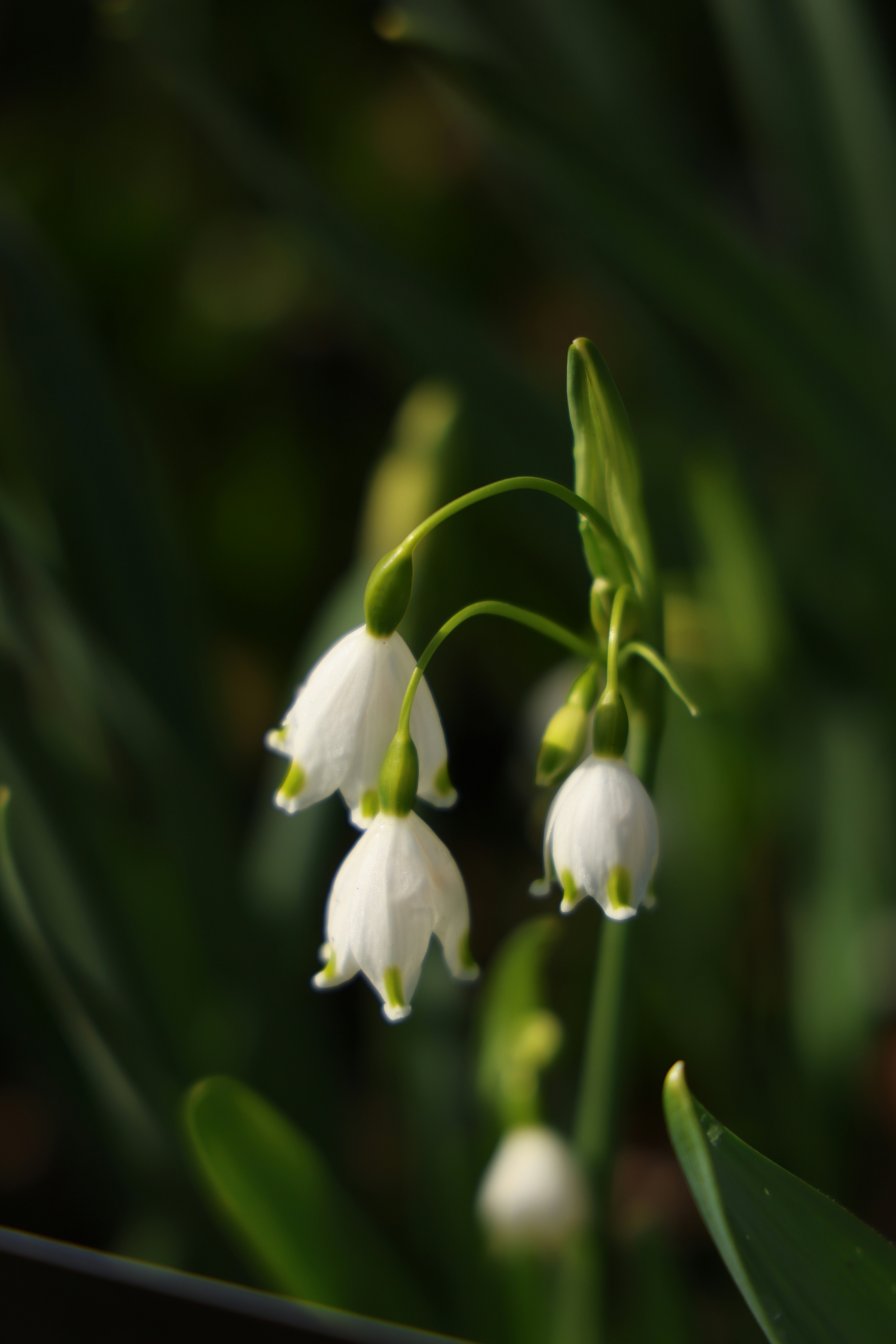 Delicate white flowers with green tips bloom on a stem.