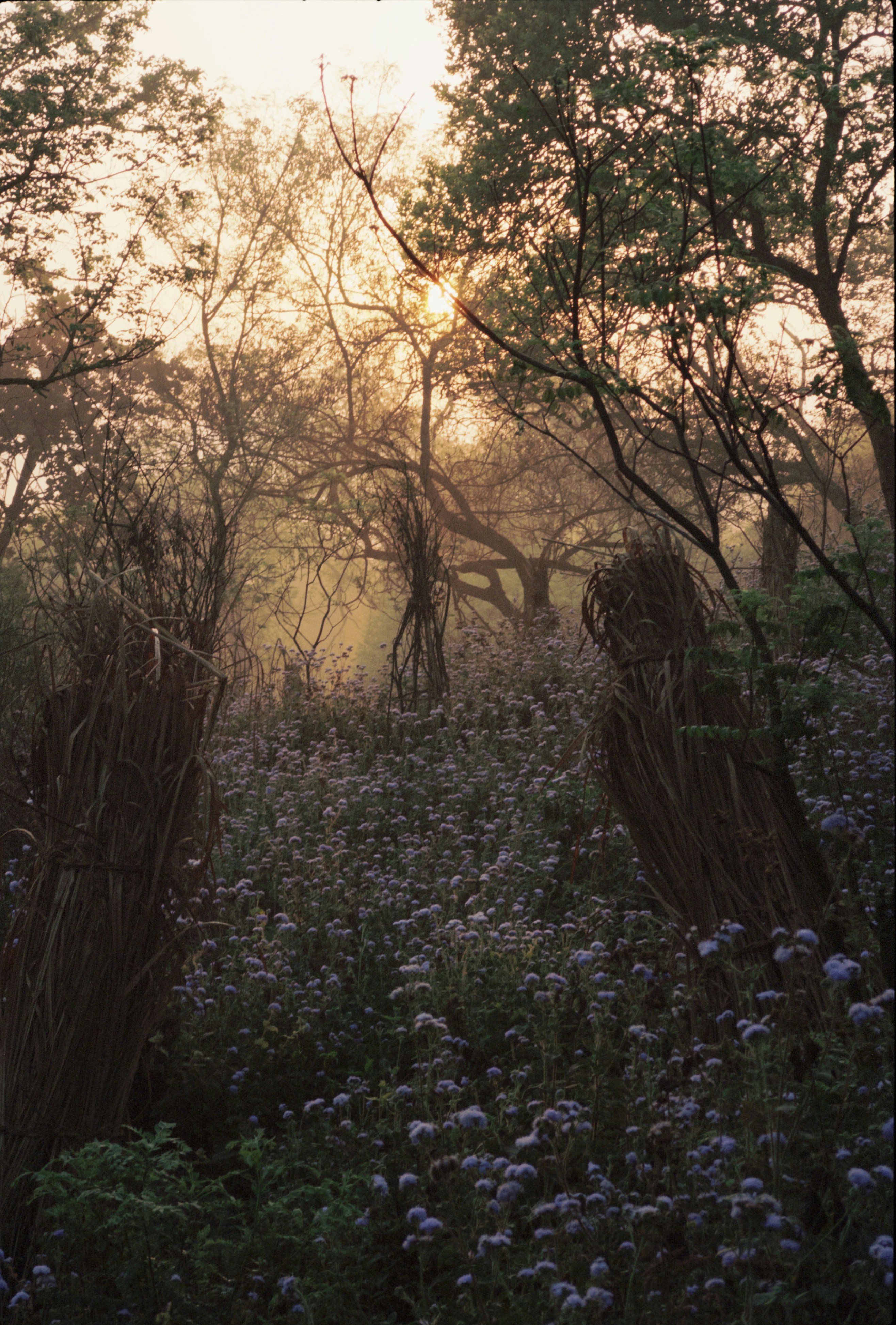 forest wallpaper aesthetic, wallpaper, Reflecting on Camping: Best Ways to Remember Your Trip 4