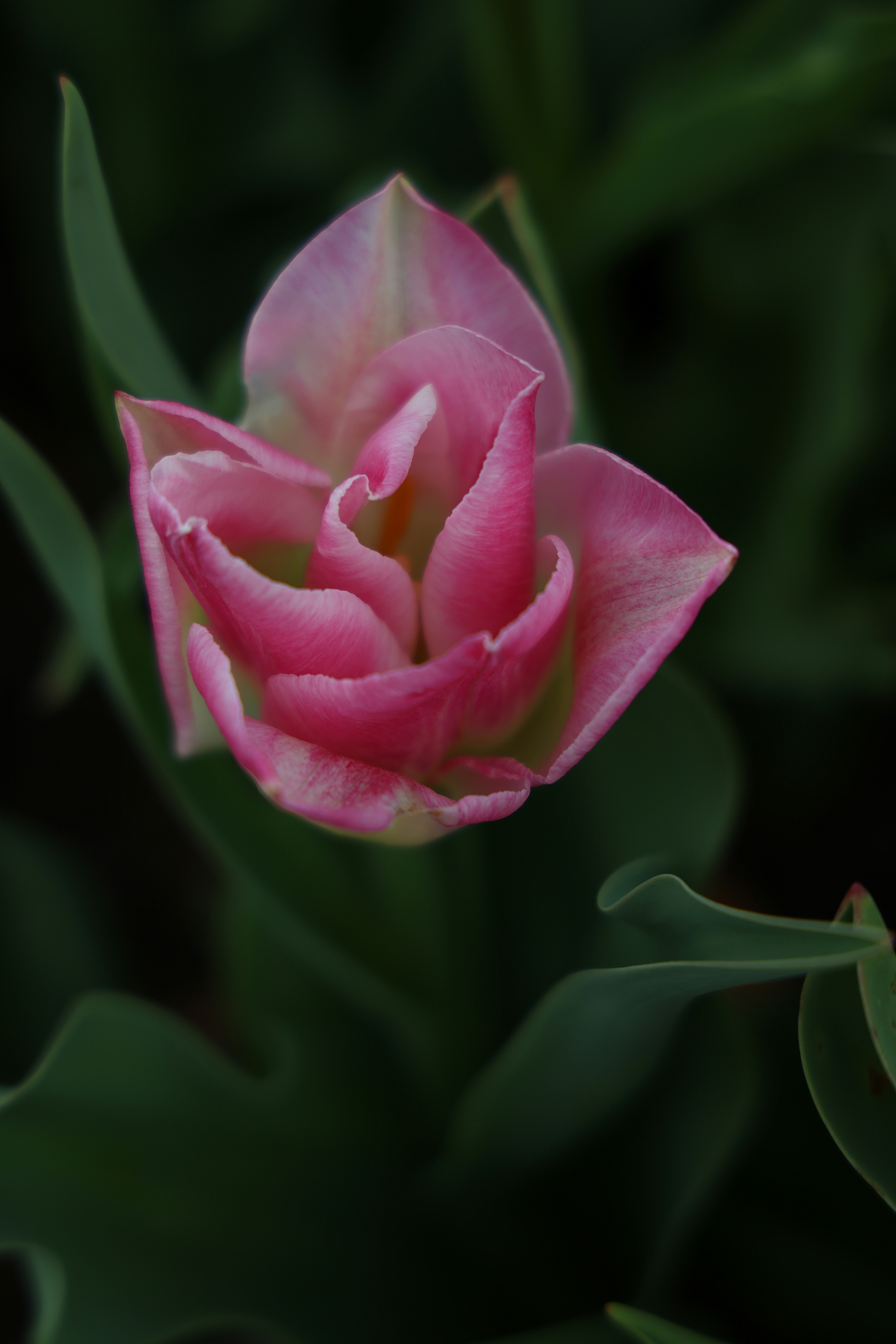 A pink tulip bud with green accents.