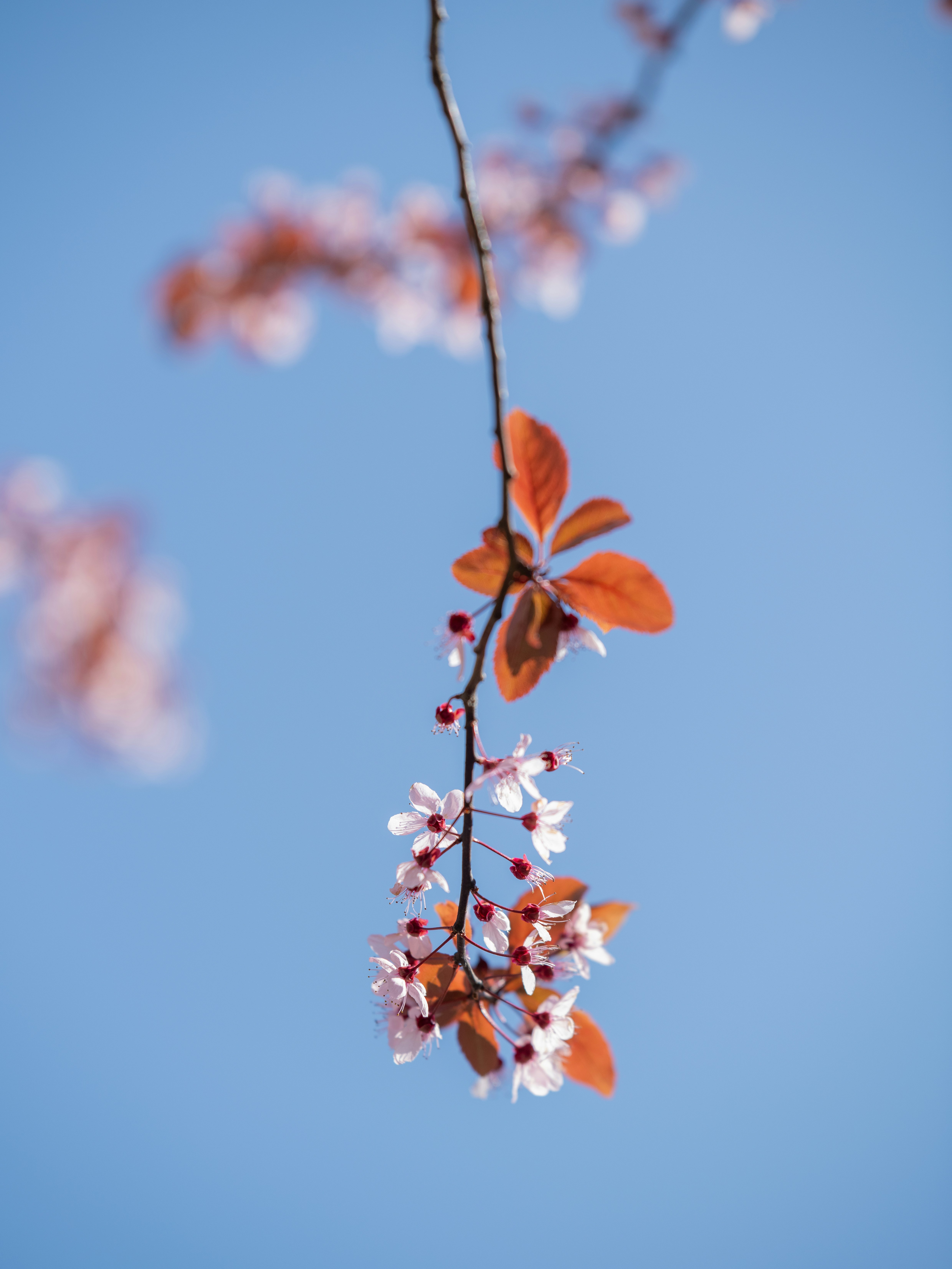 Zarte rosa Blüten auf einem Ast gegen den blauen Himmel