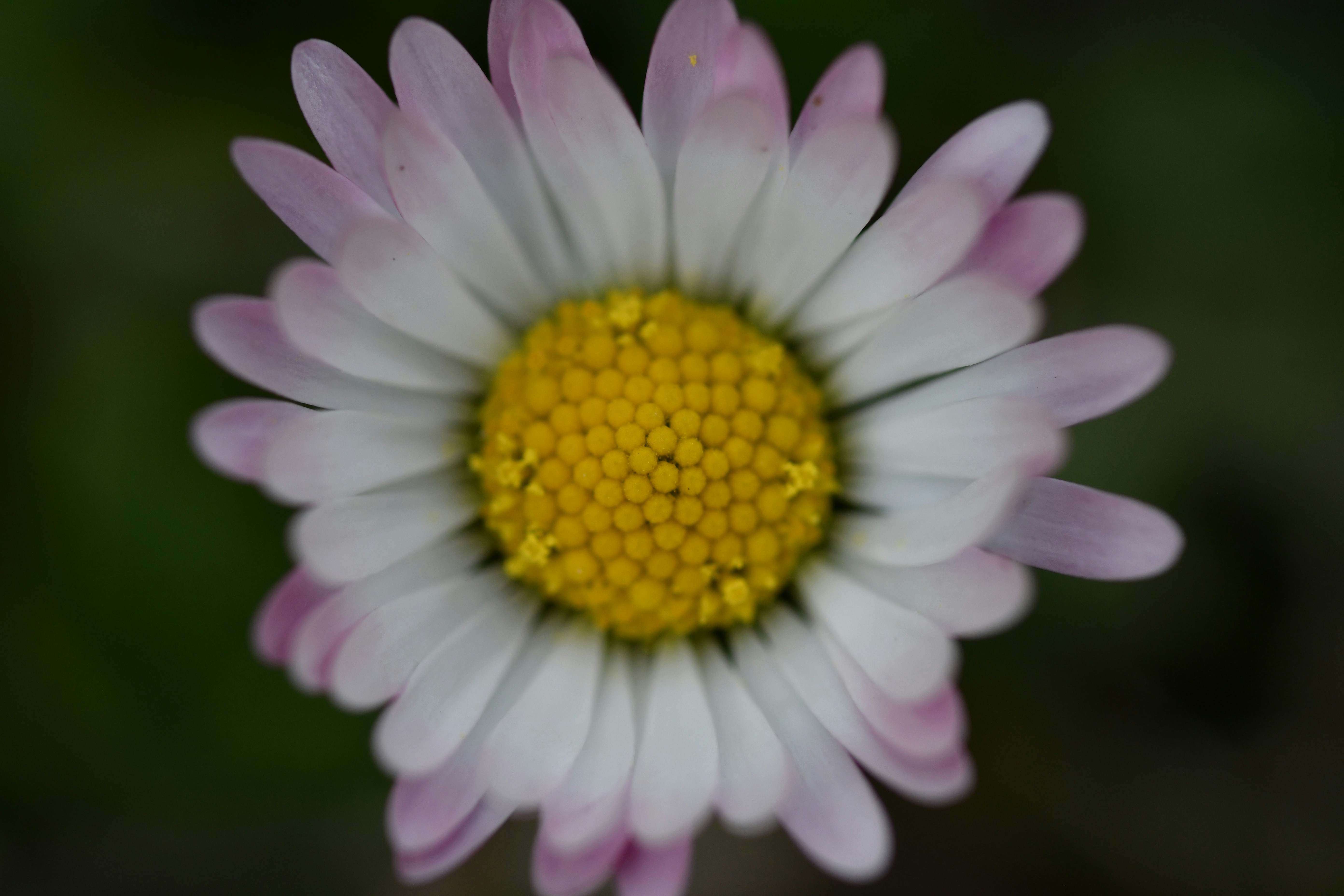 Photo by leonsky