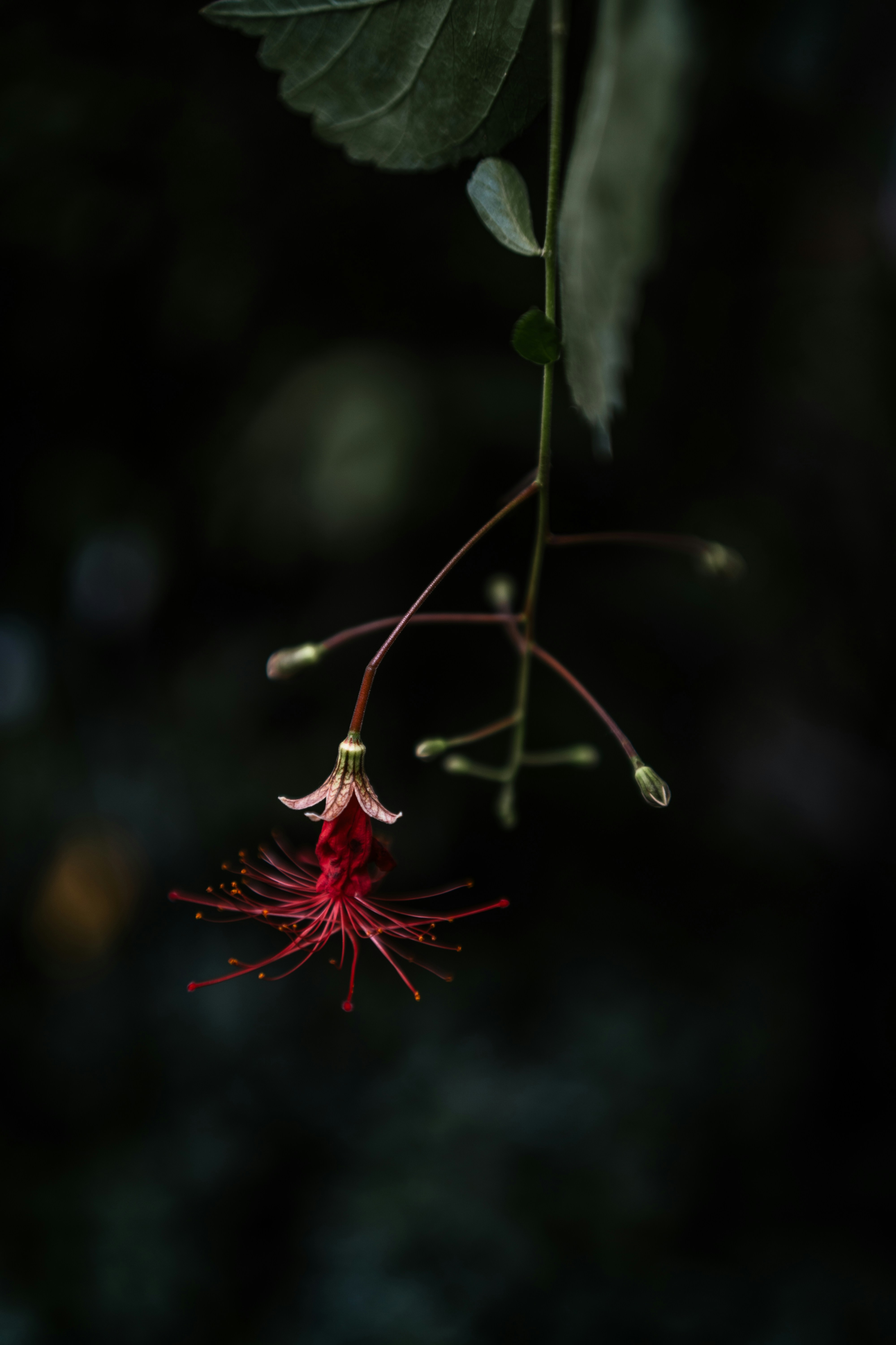 A delicate red flower hangs from a stem.