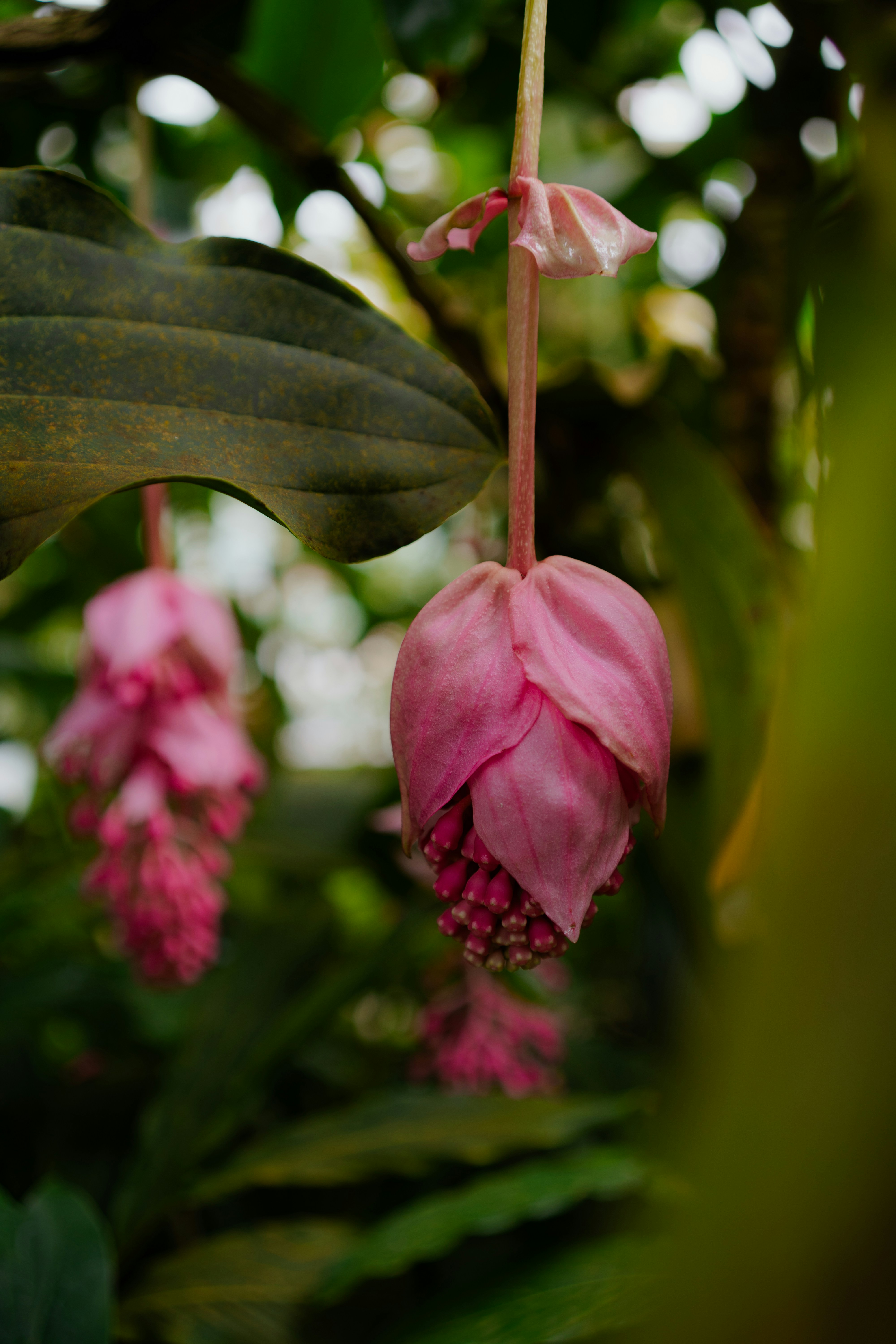 Two delicate pink flowers hanging from branches.