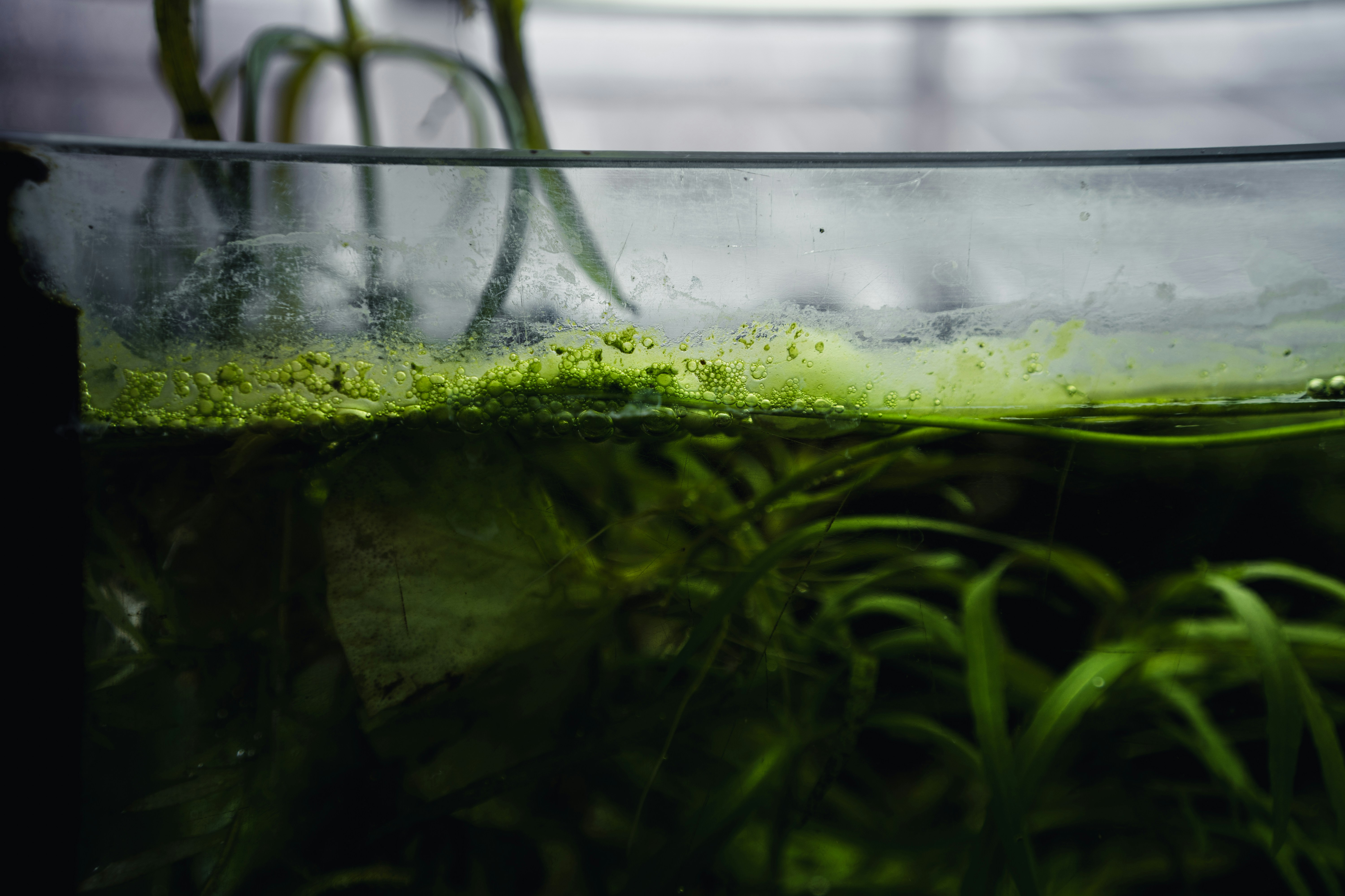 Green algae growing on the edge of a fish tank.
