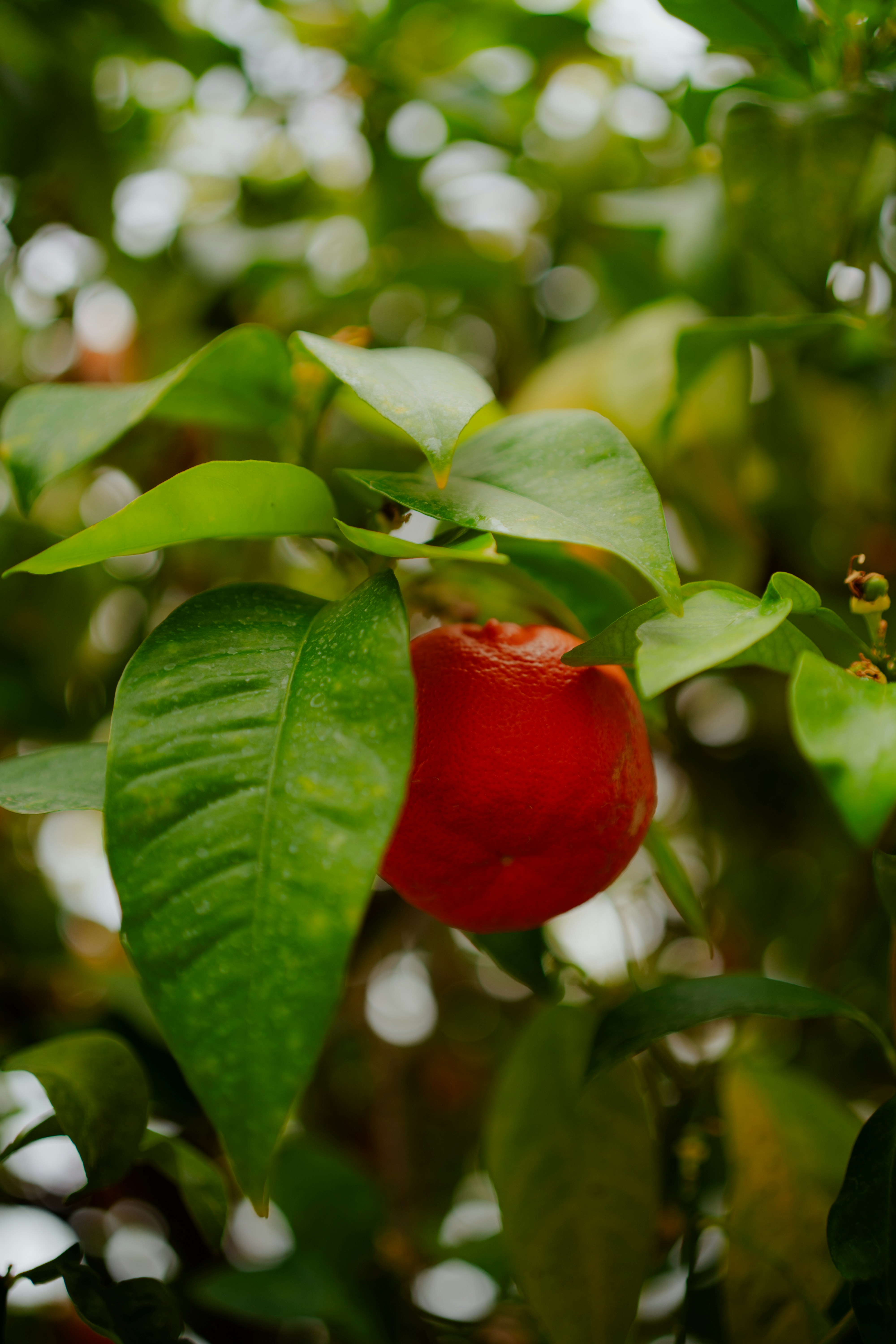 A single ripe orange hangs from a leafy branch.