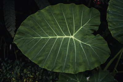 A large green elephant ear leaf with prominent veins.