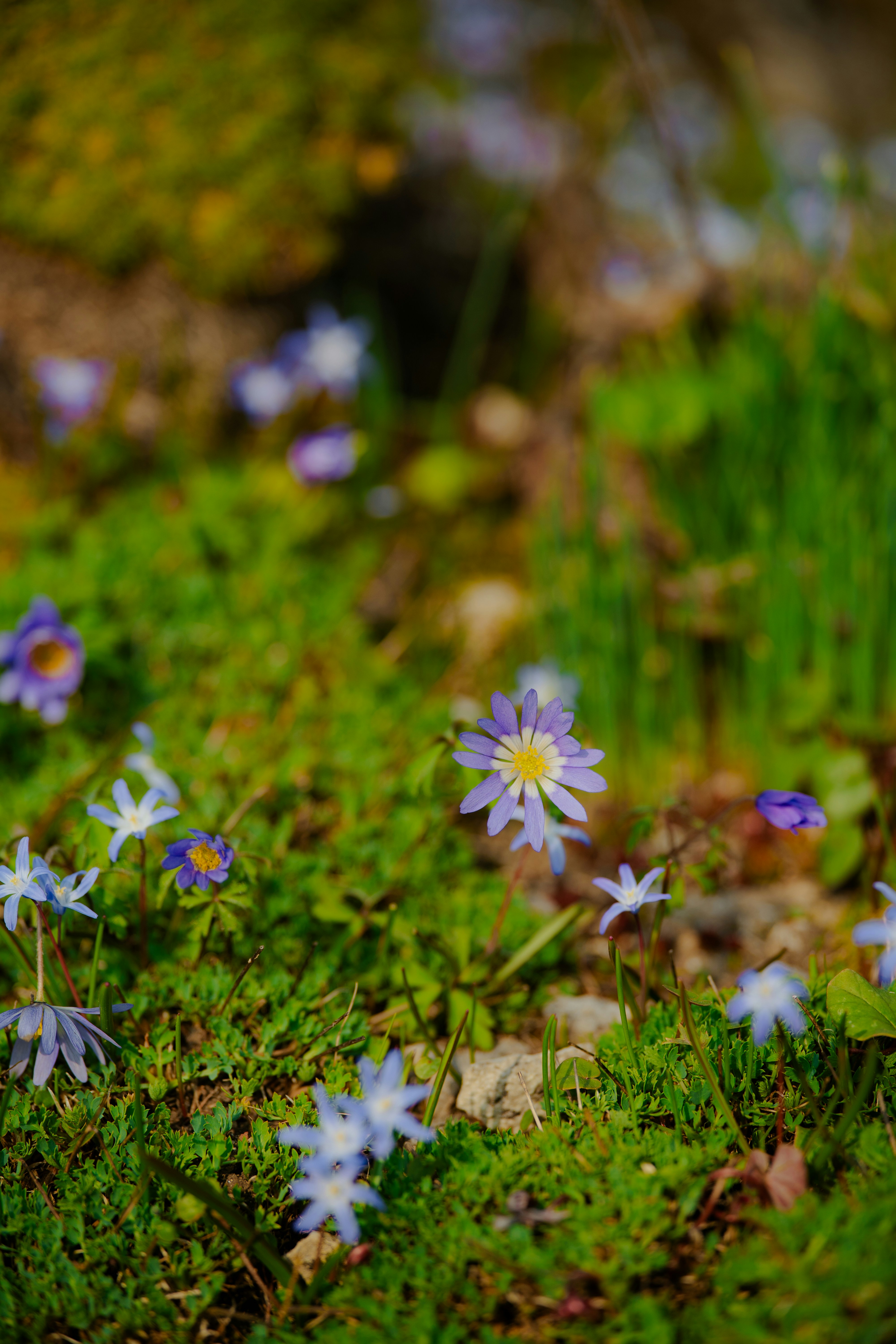 Delicate purple and white flowers bloom in green grass.