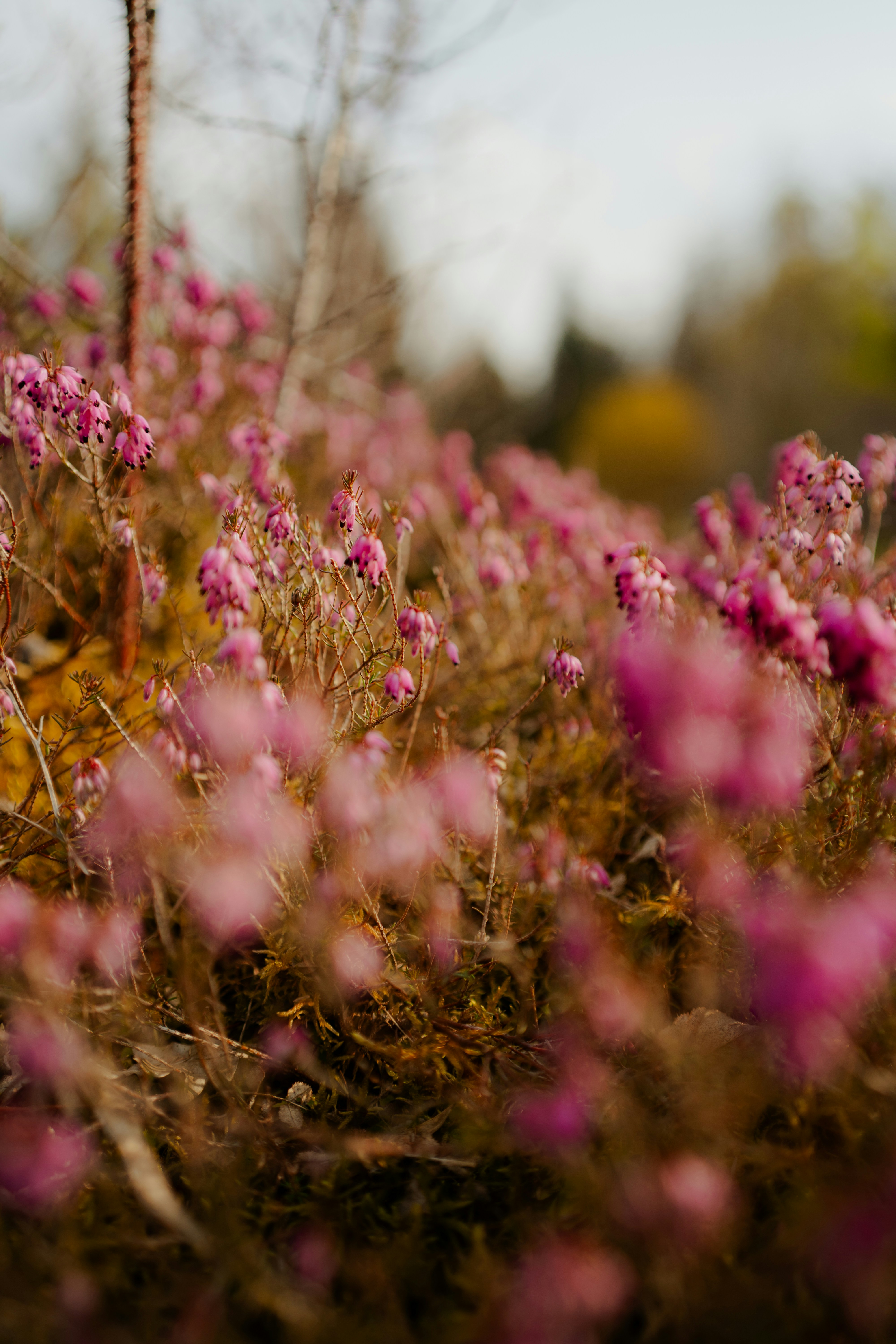 Field of small pink flowers in soft focus.