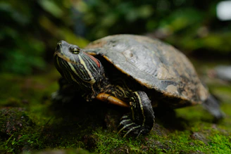 A red-eared slider turtle on mossy ground