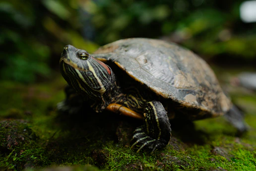 A red-eared slider turtle on mossy ground