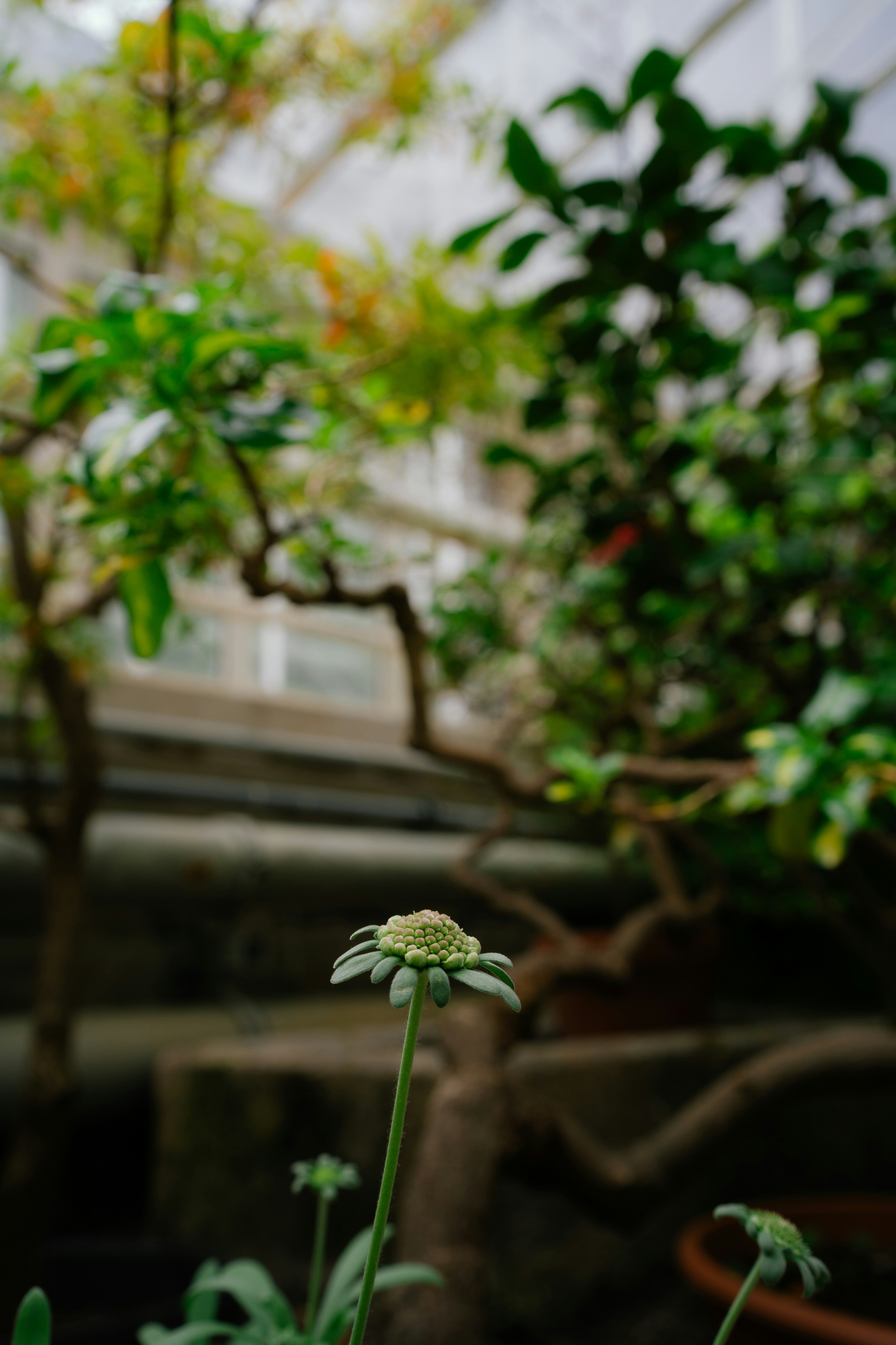 A single green flower bud with blurred foliage background
