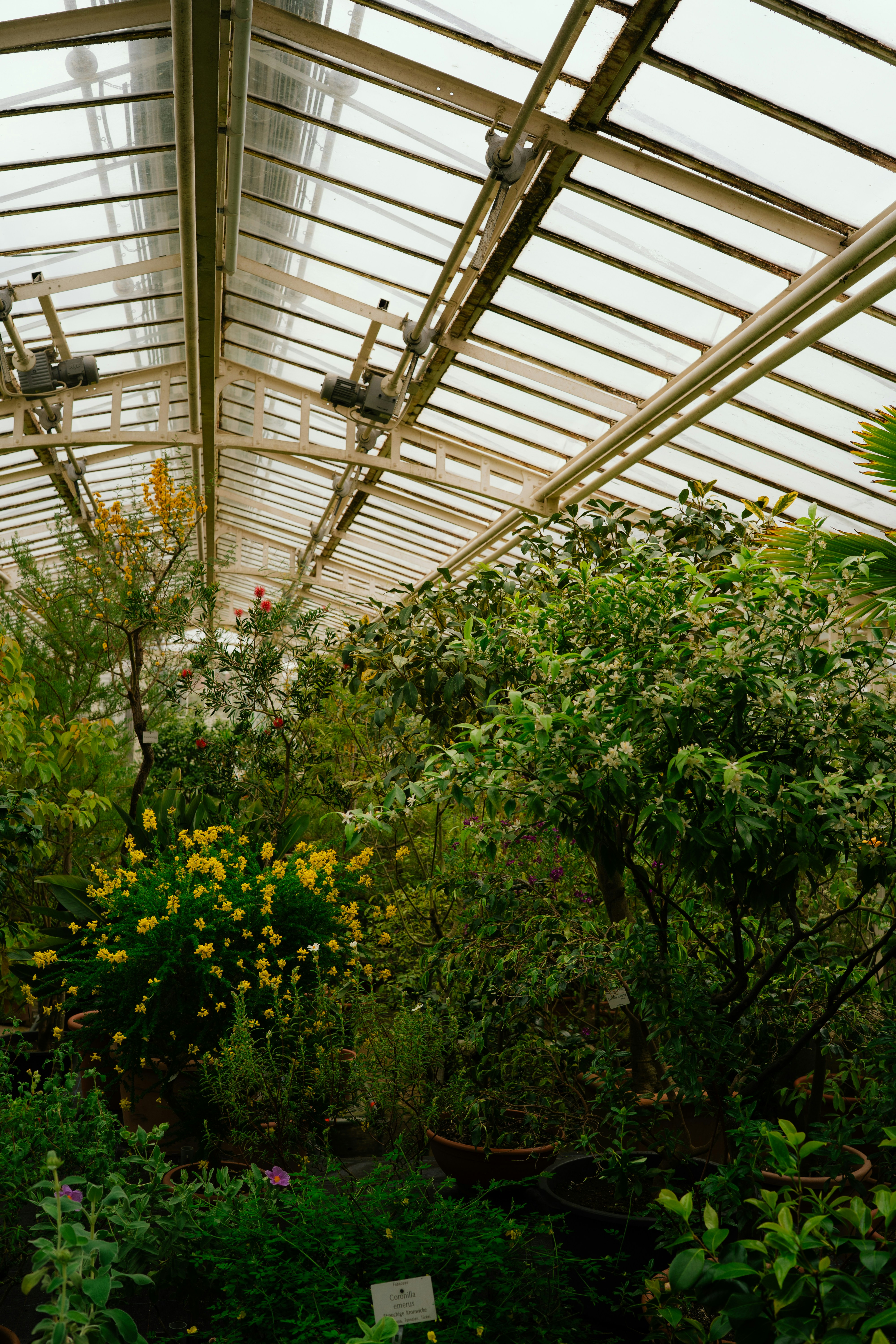 Lush plants and flowers inside a bright greenhouse.