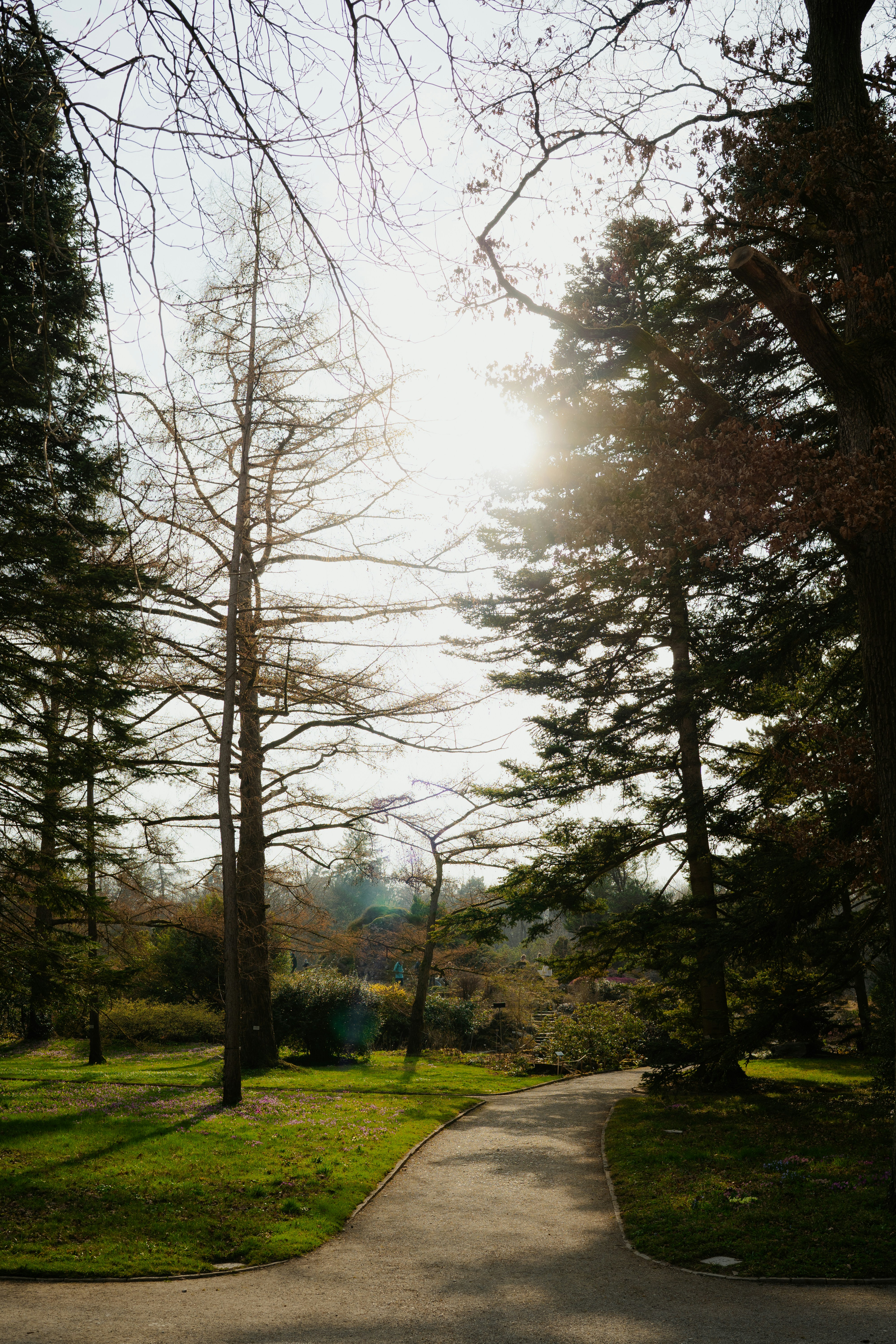 A winding path through a sunlit park with tall trees