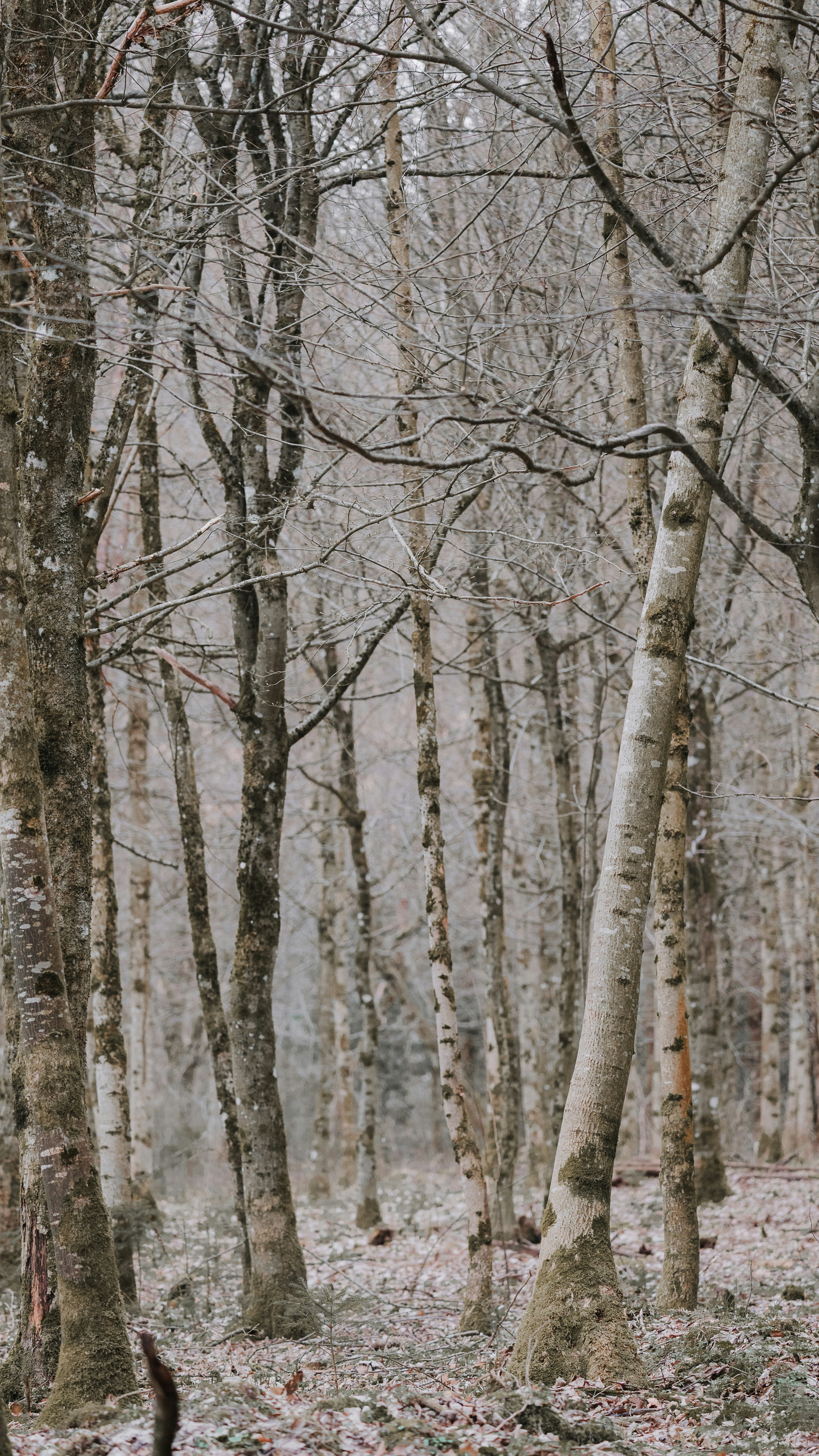 Kahle Bäume in einem stillen Wald im Winter
