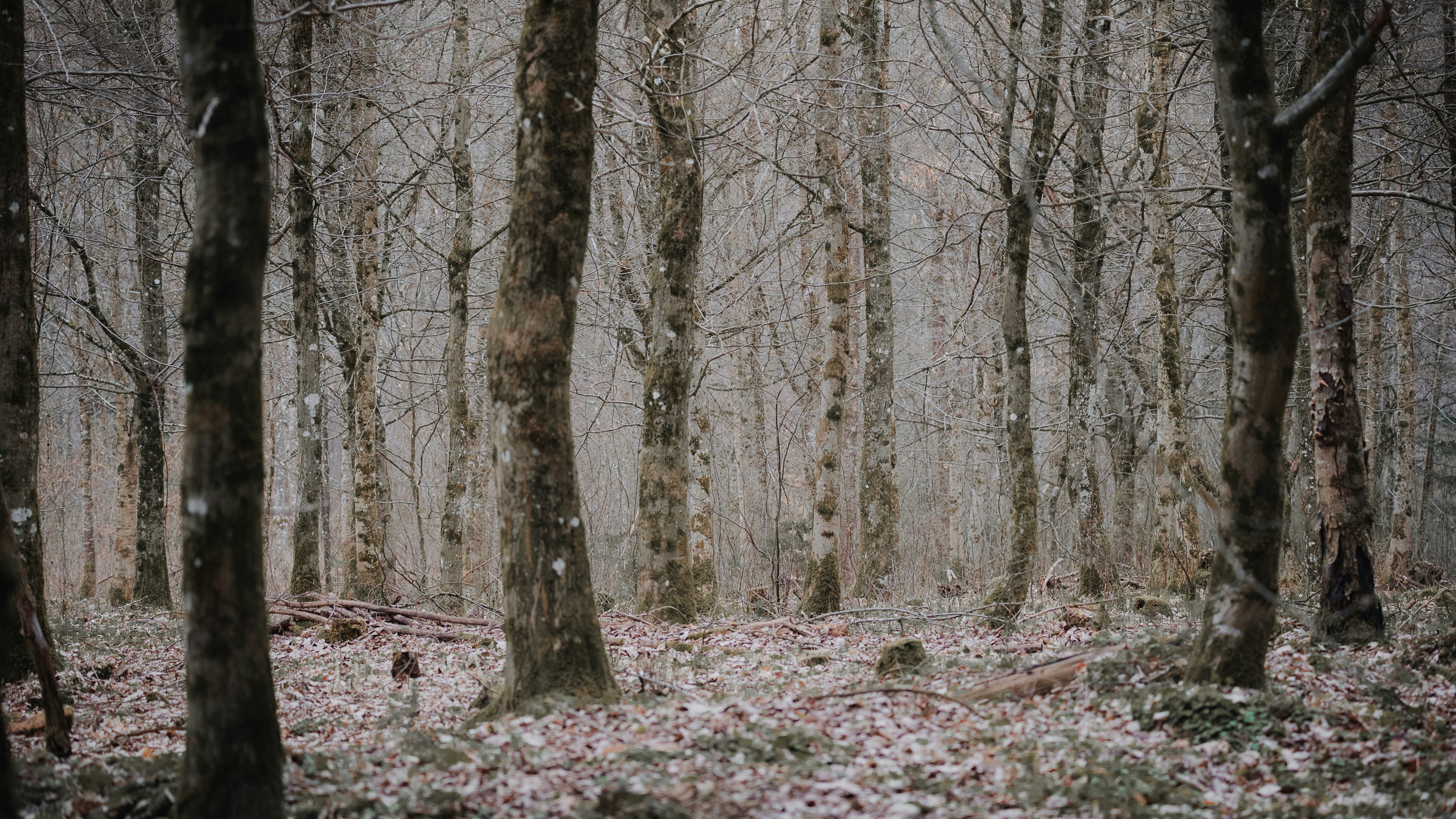 Bare trees in a dense, overcast forest