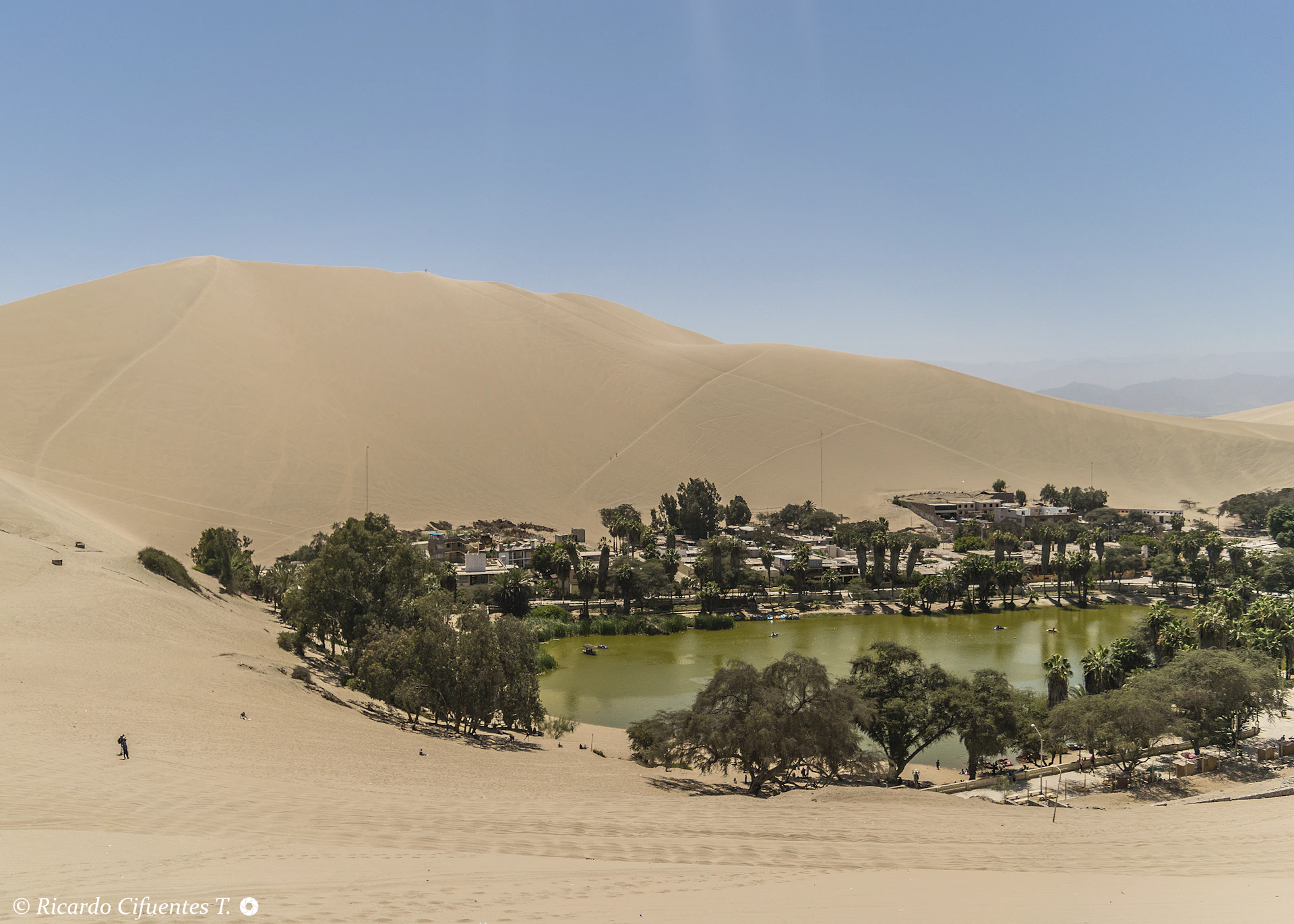 Oasis surrounded by vast sand dunes under a clear sky.