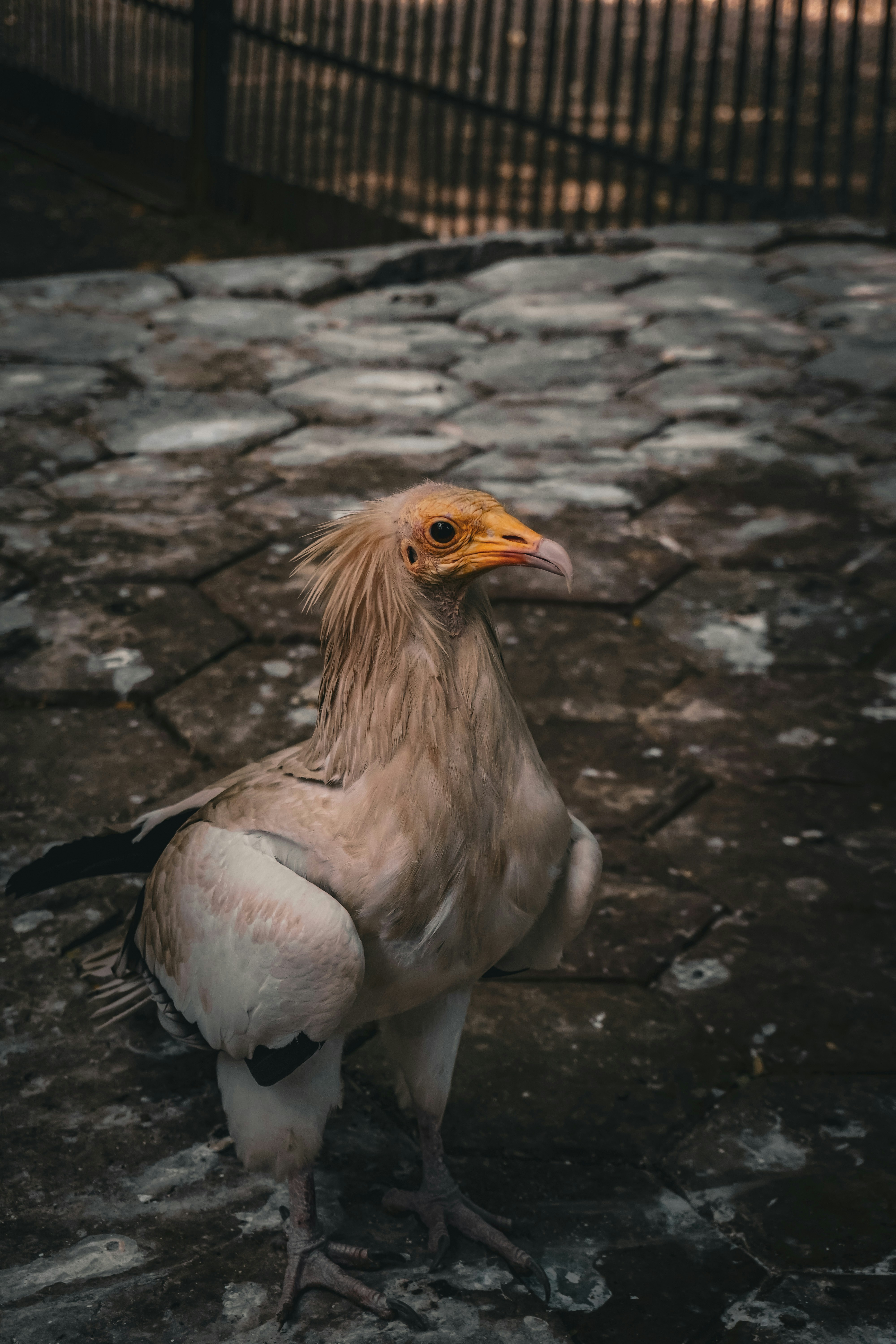 Photo by ntshptl