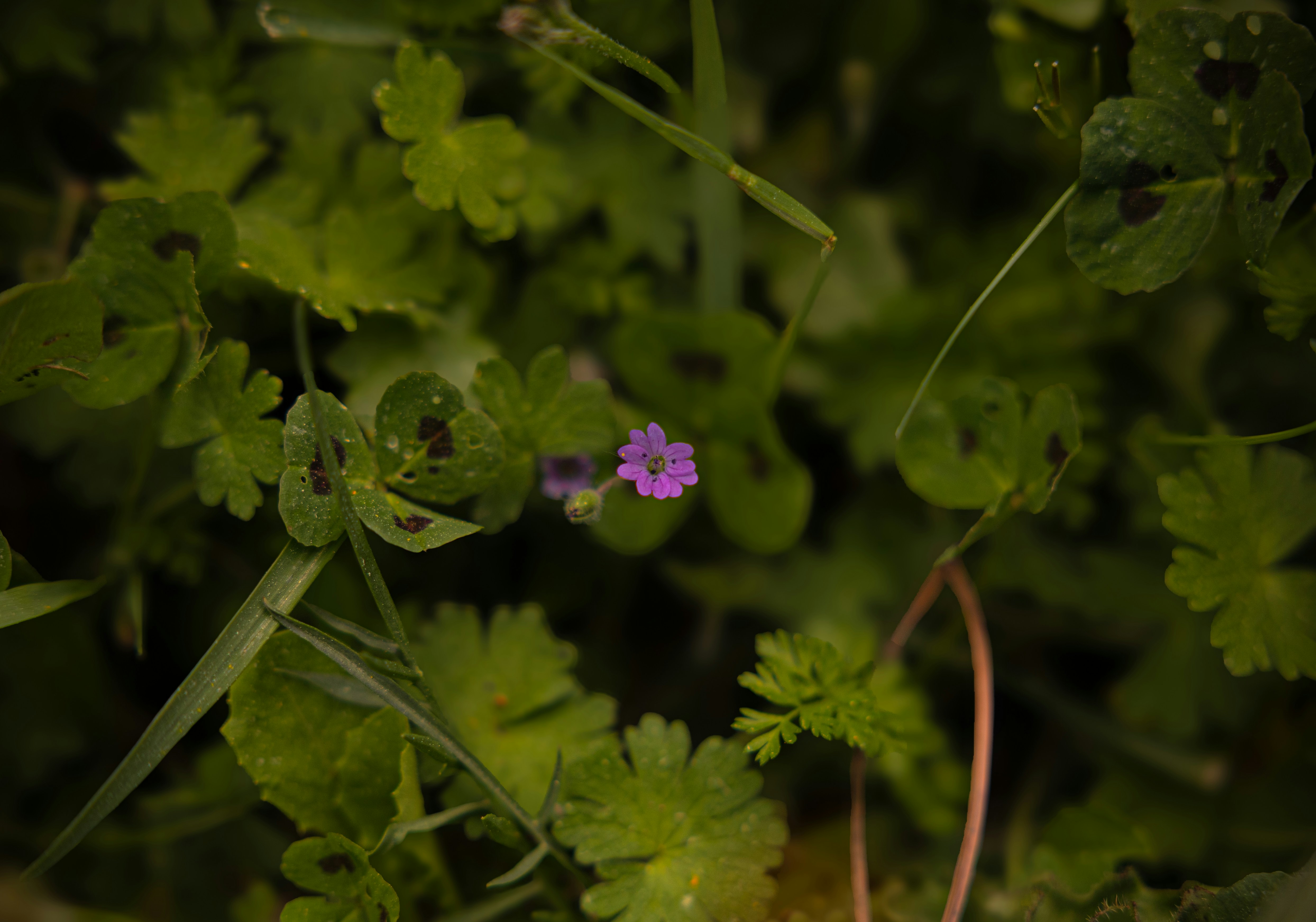 A tiny purple flower blooms amongst green leaves.