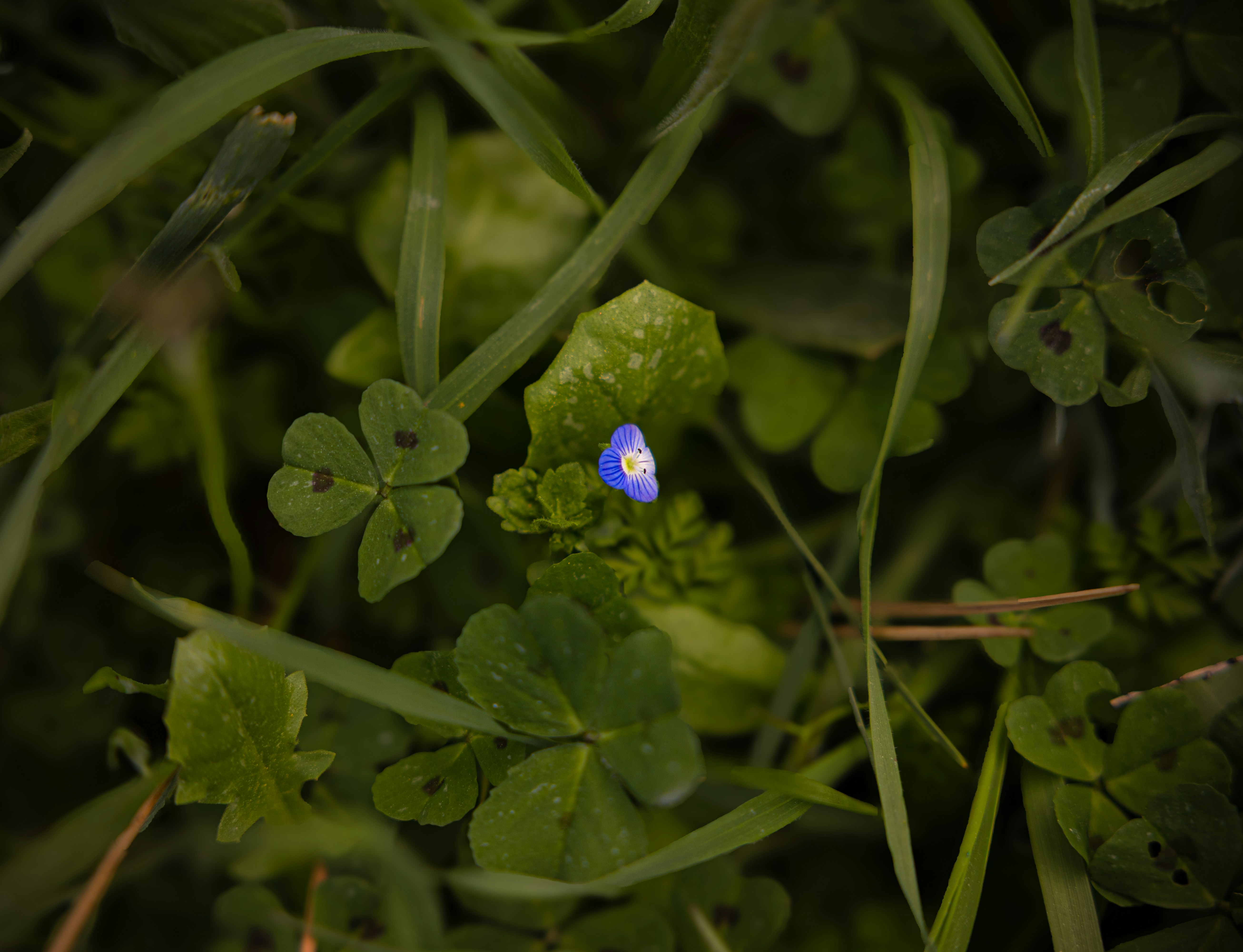 A tiny blue flower surrounded by green clover leaves.