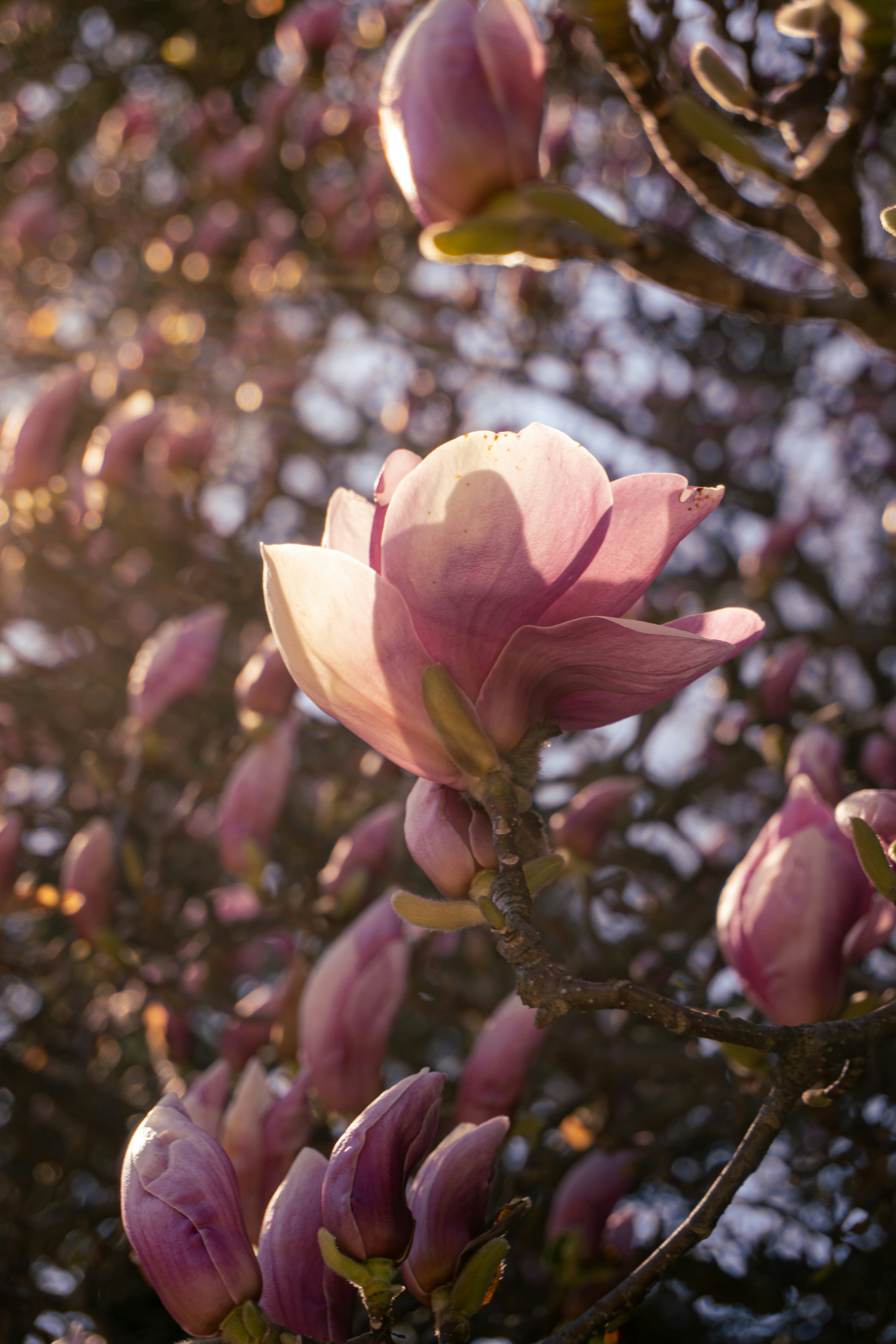 Photo by aliona_zahrai