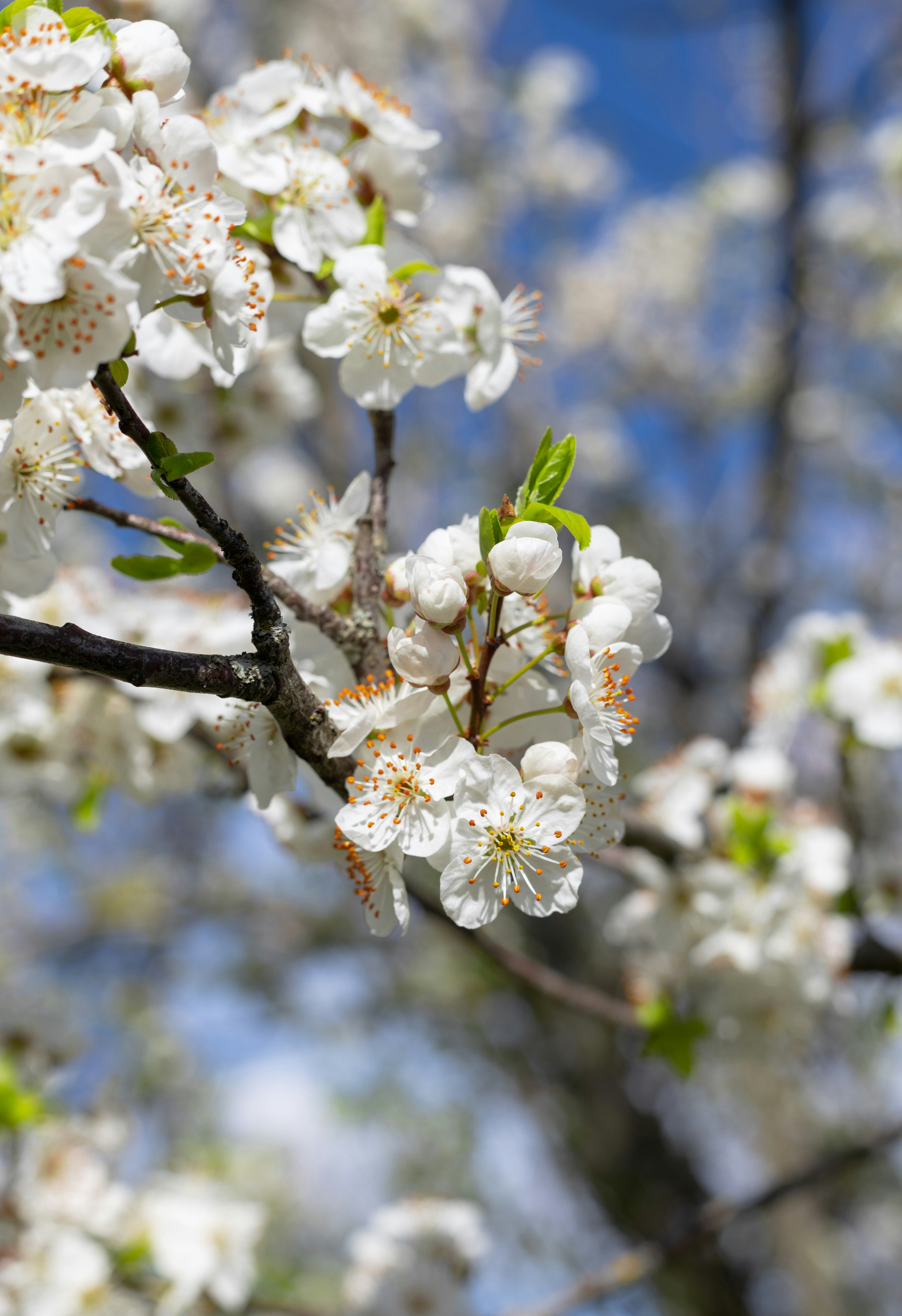 Photo by anikiphotos