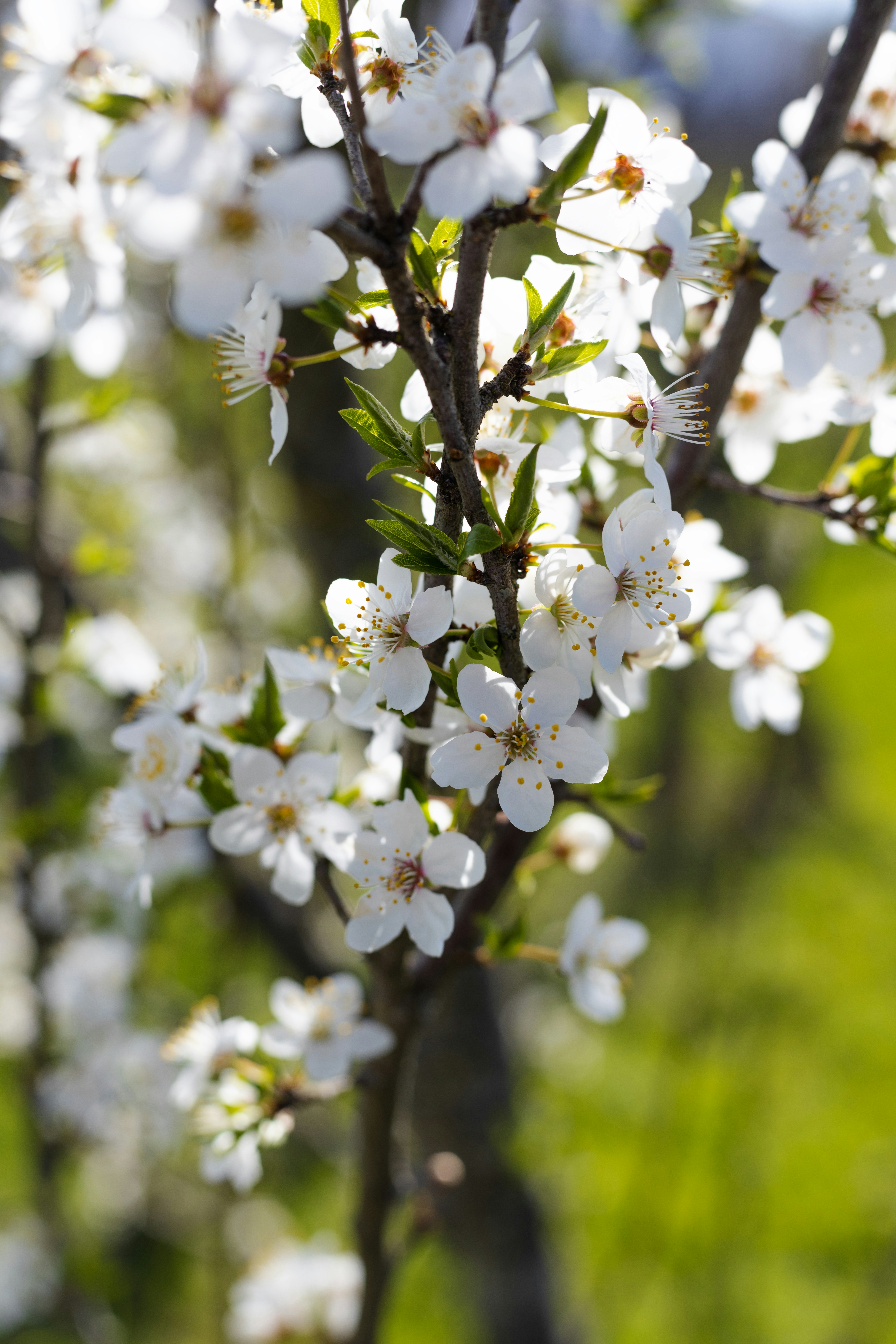 Photo by anikiphotos