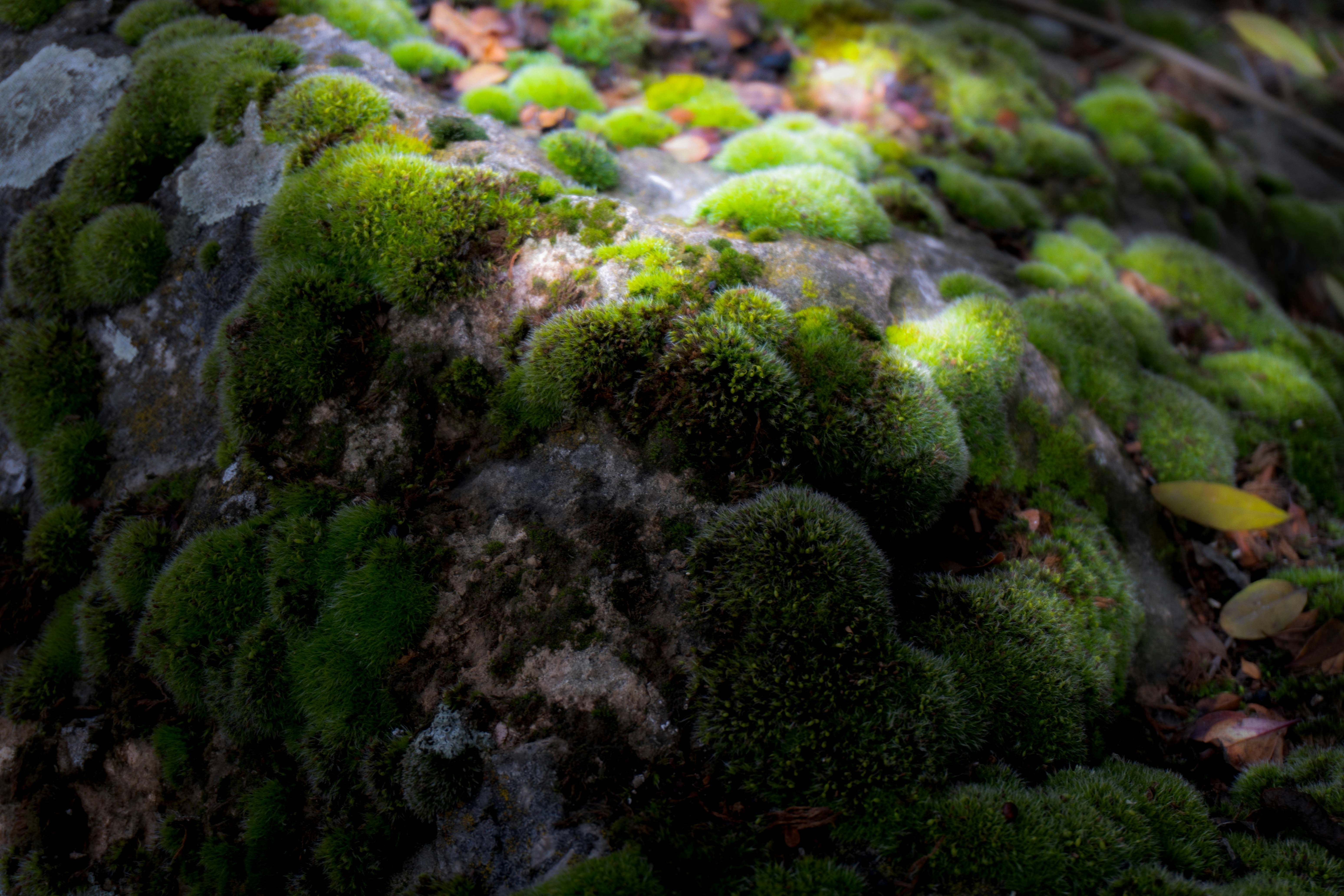 forest floor texture, wallpaper, Animal Tracks and Sign: A Complete Guide 6