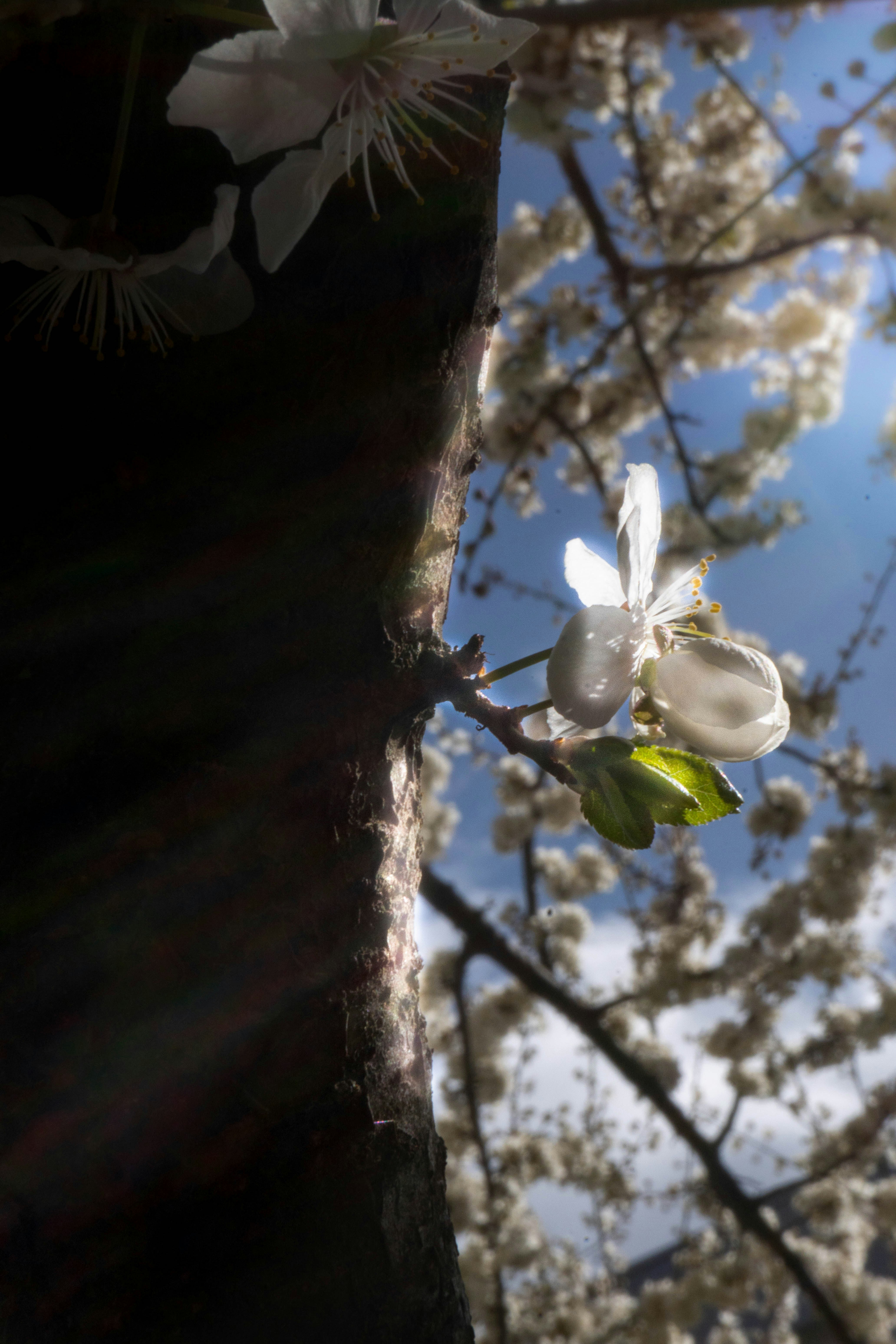 Close de flores de cerejeira branca em um galho de árvore.