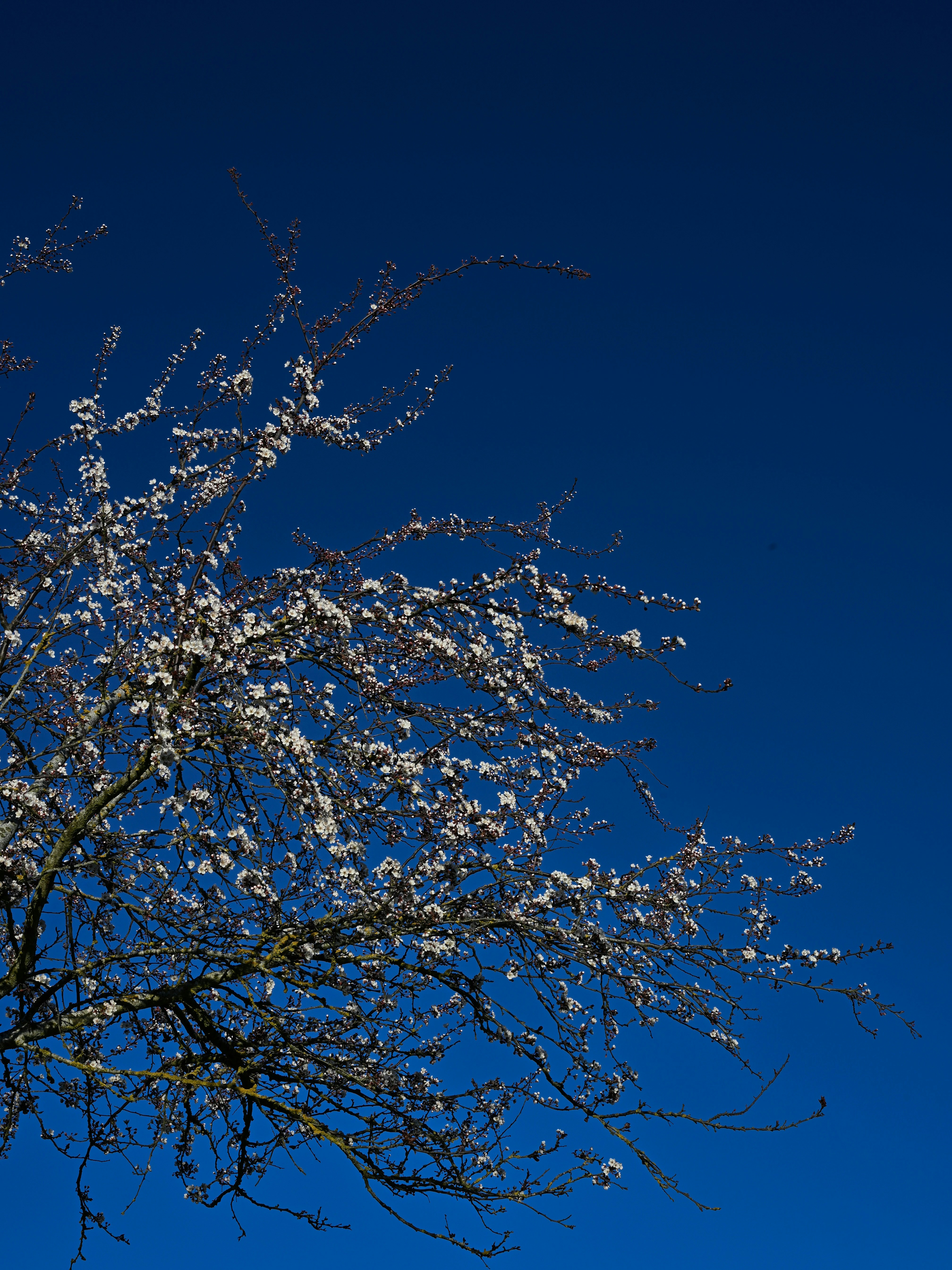 深い青空を背景に咲く花咲く木