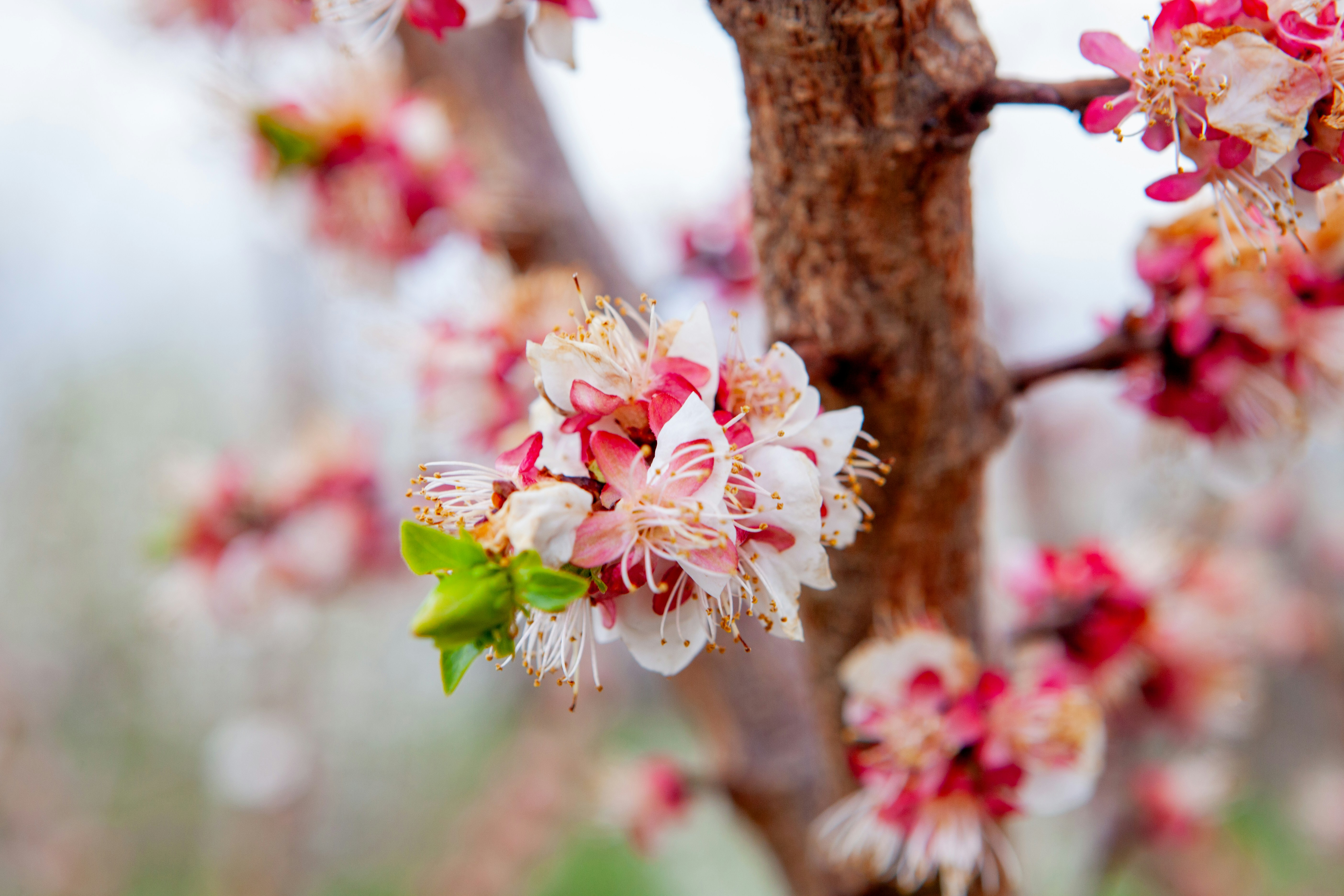 Delicate pink and white blossoms on a tree branch.