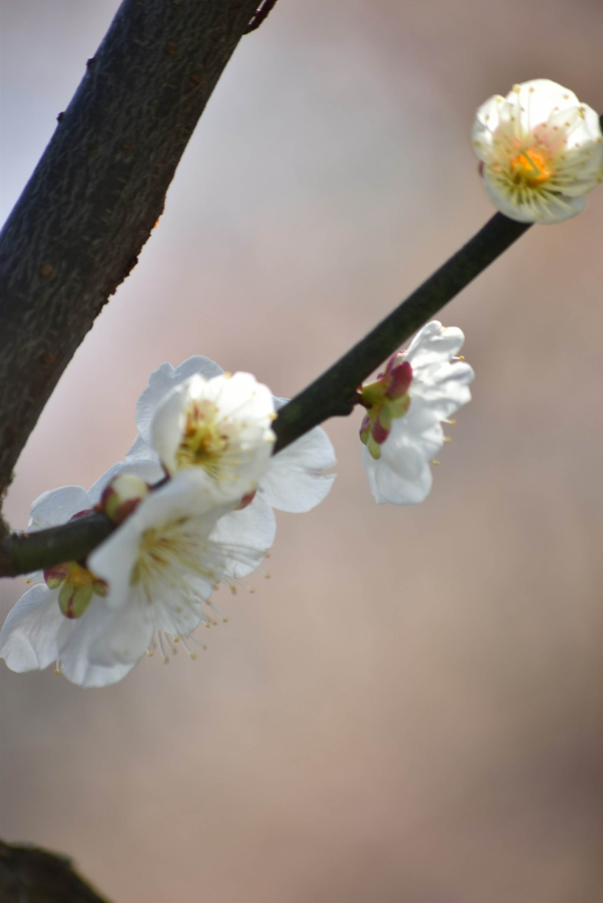 Photo by marisa_lucian