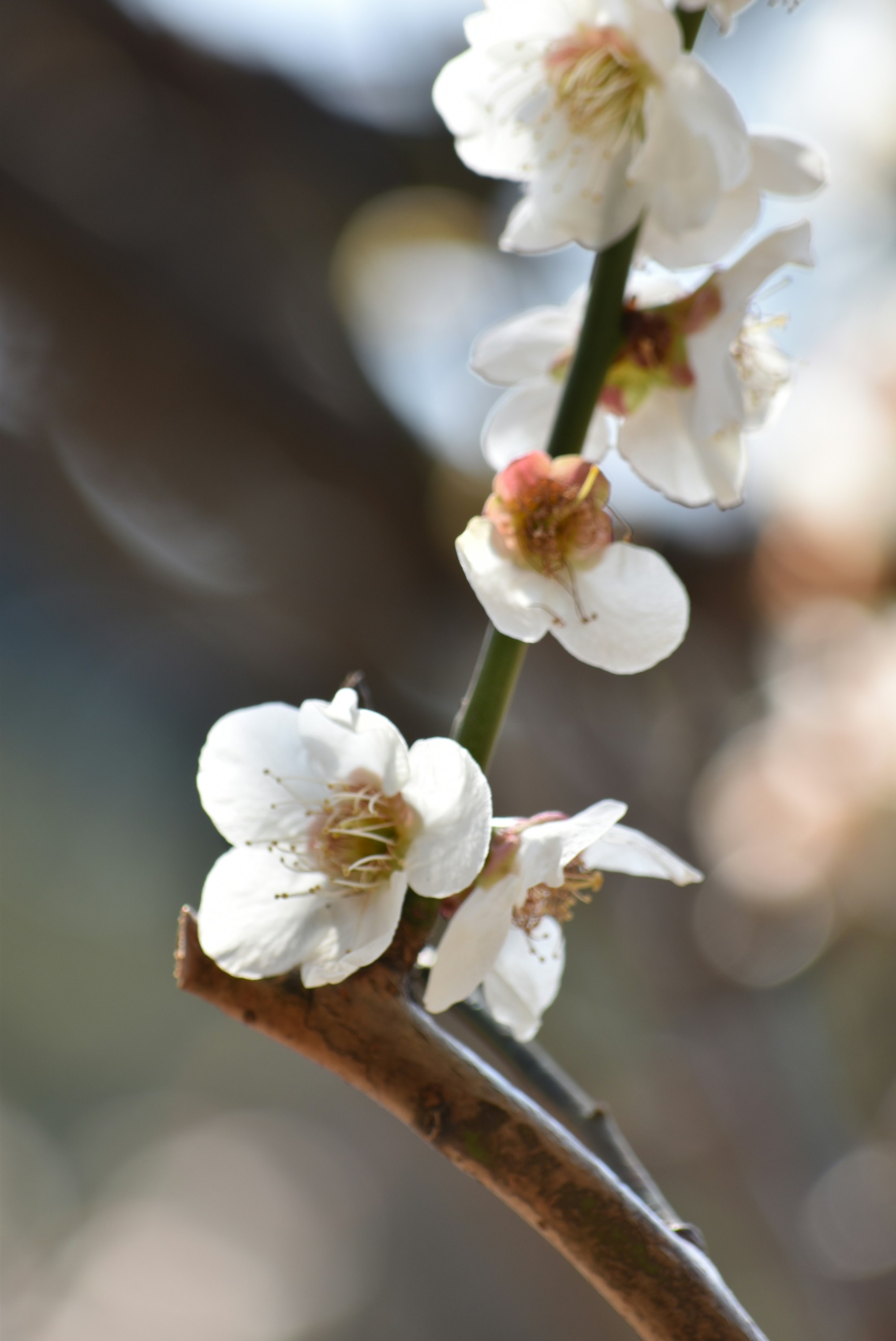 Photo by marisa_lucian