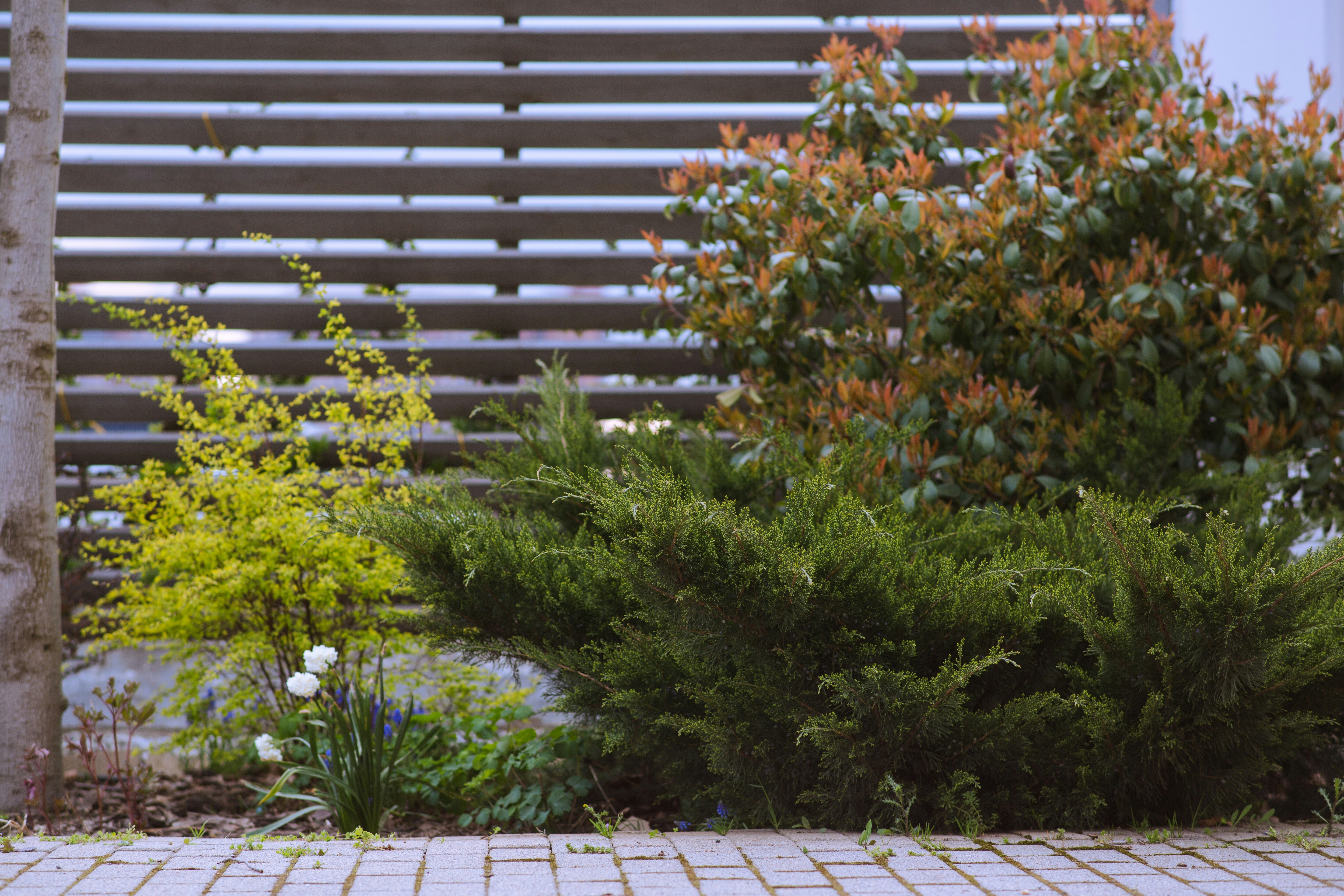 The Ultimate Guide to Building a Backyard Garden