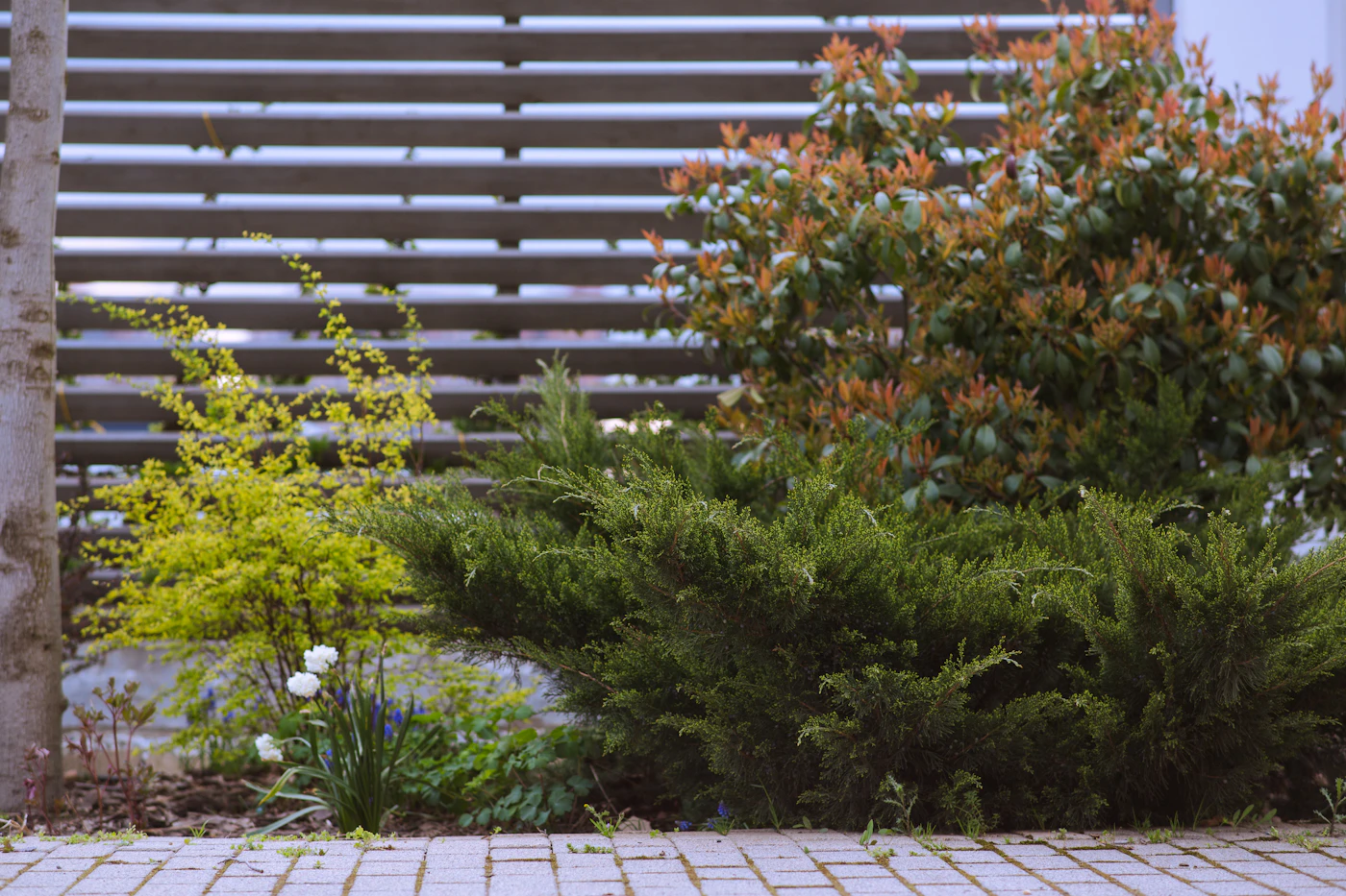 Custom horizontal cedar privacy fence in a landscaped backyard