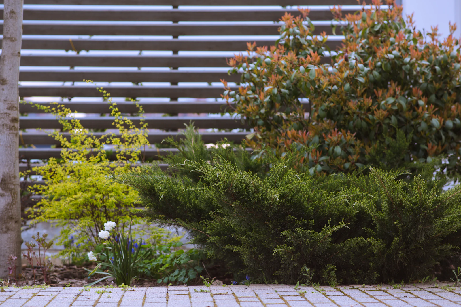 Modern wood privacy fence beside a landscaped backyard