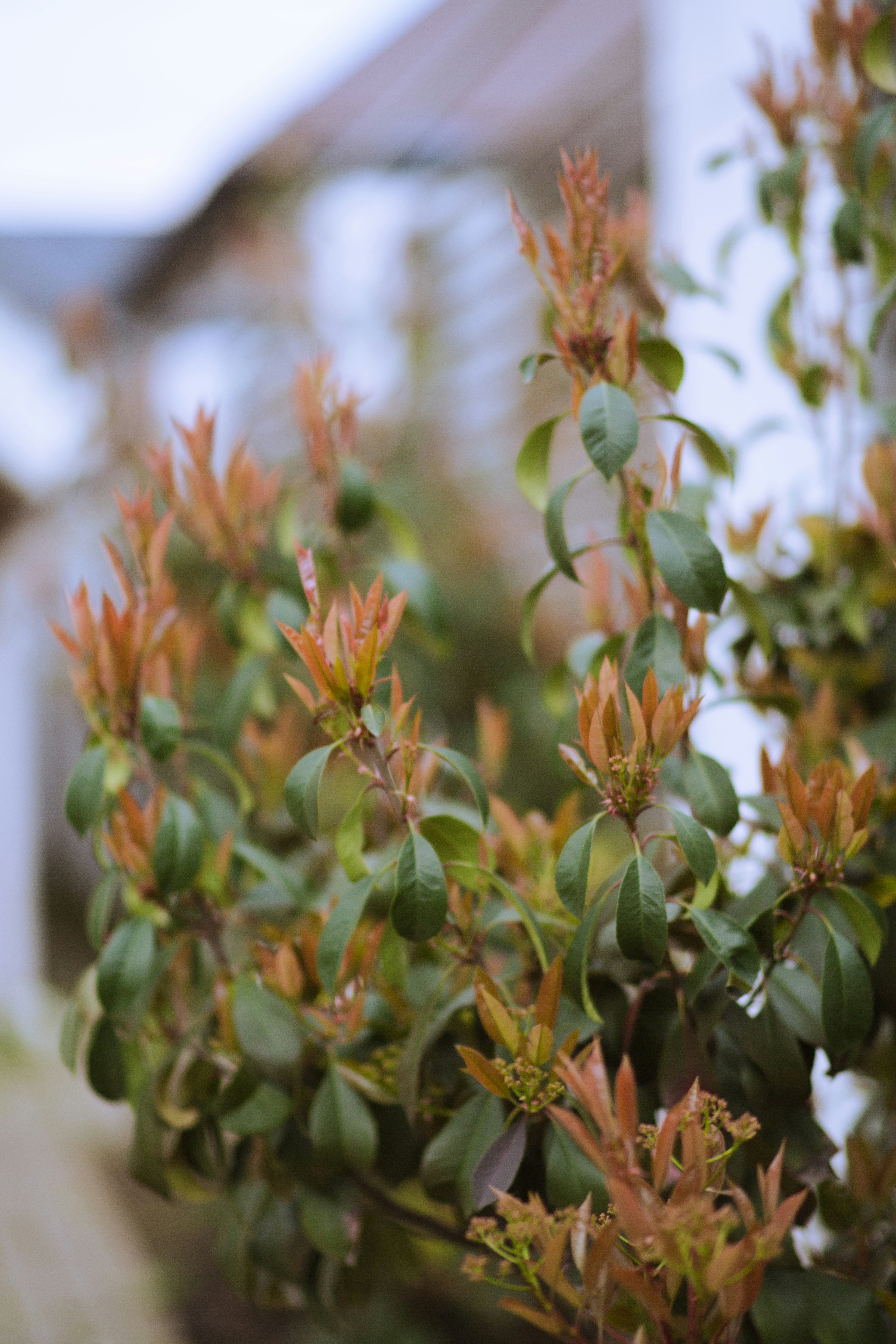 Young leaves emerge on a green bush