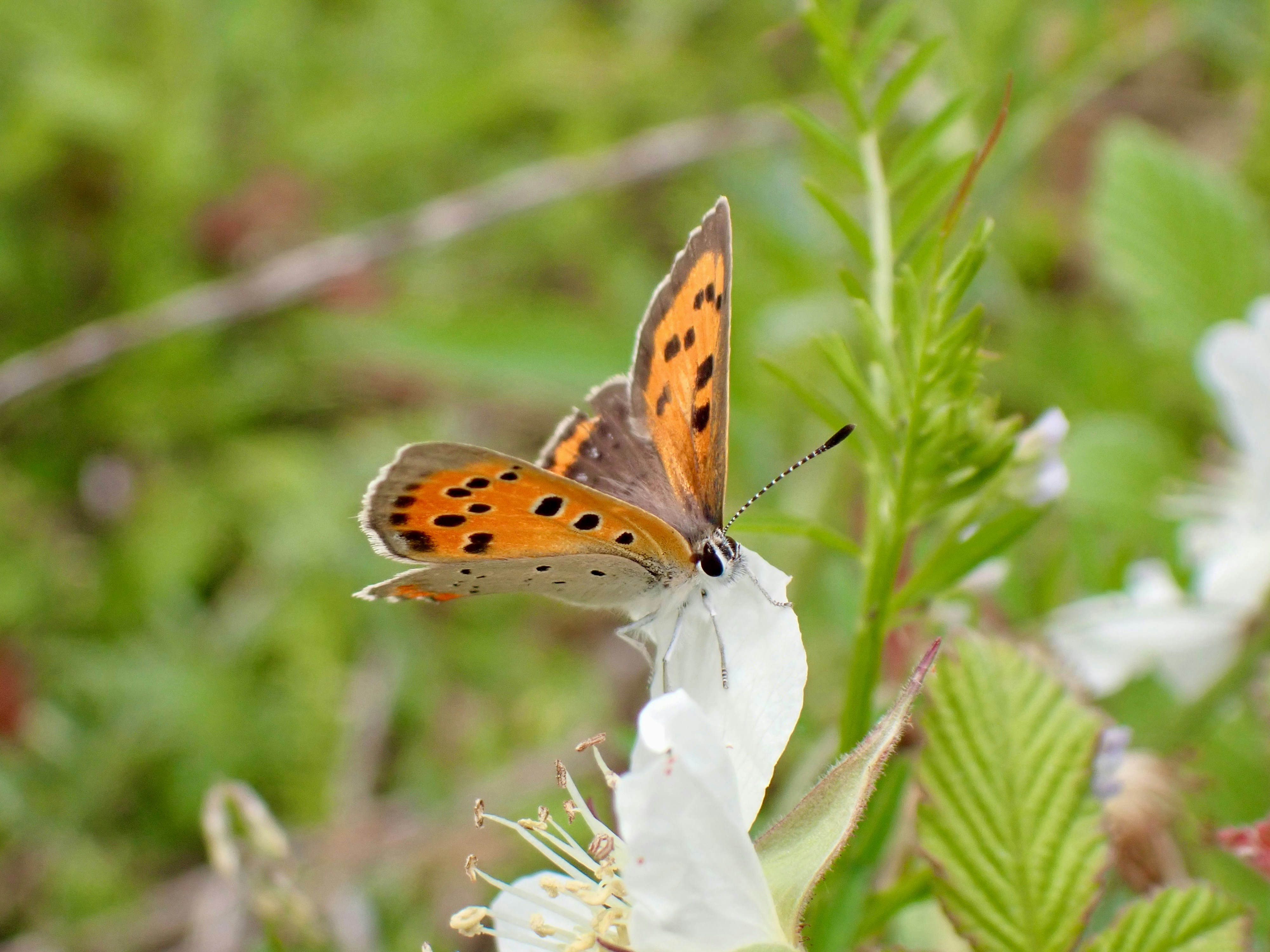 Bright orange butterfly perched on a pale flower with green leaves in the background.