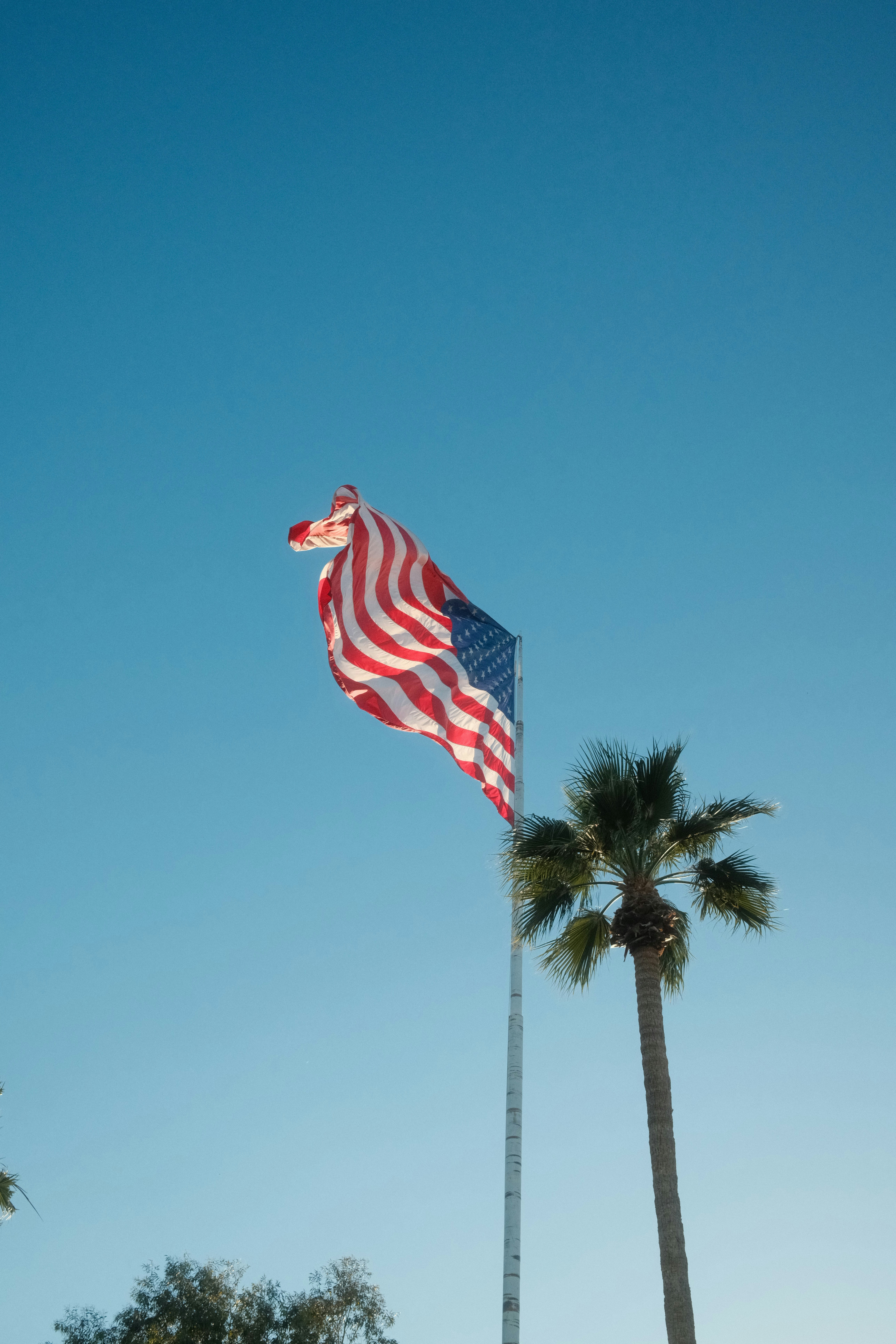 Bendera Amerika berkibar di sebelah pohon palem.