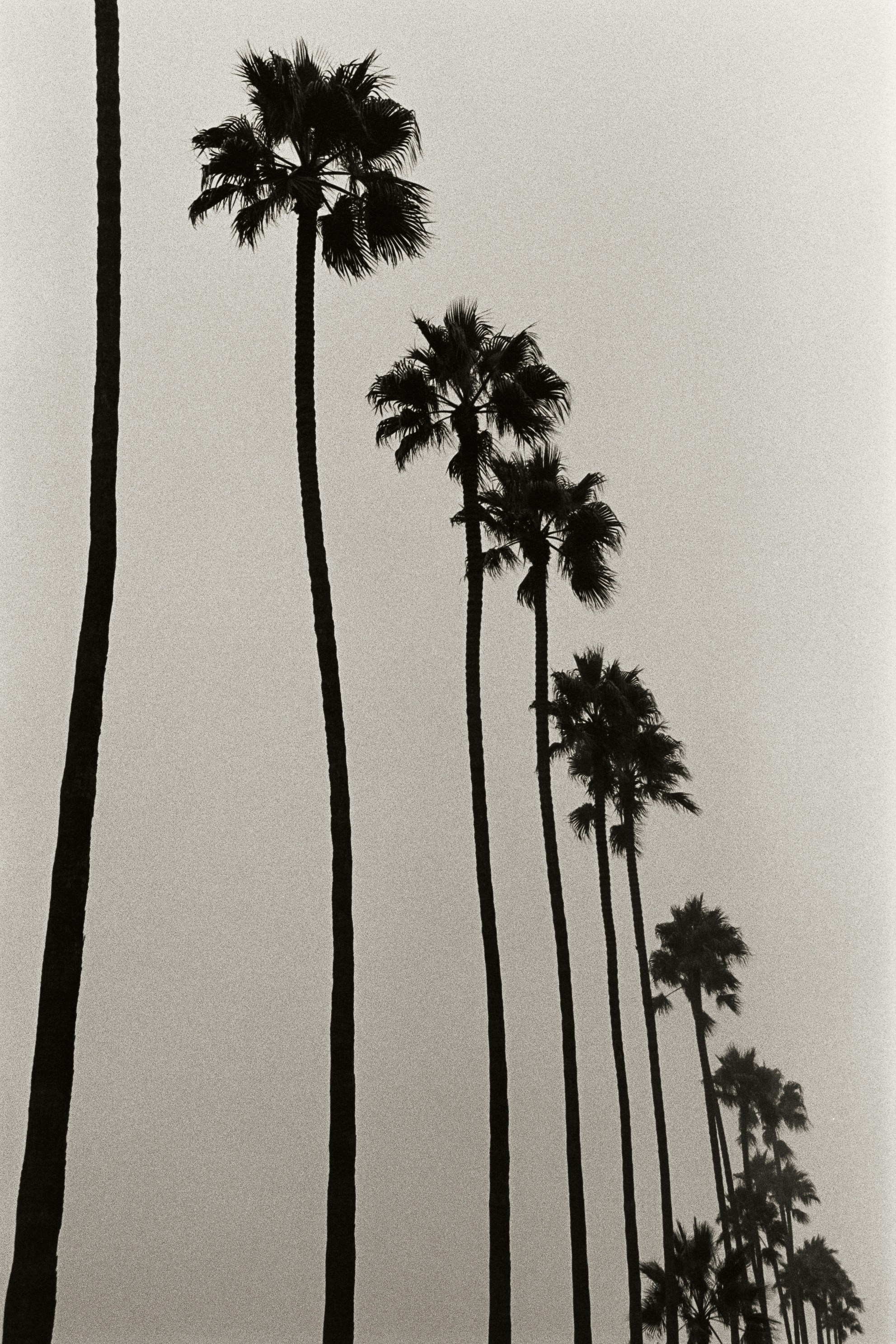 Tall palm trees line a street under a hazy sky