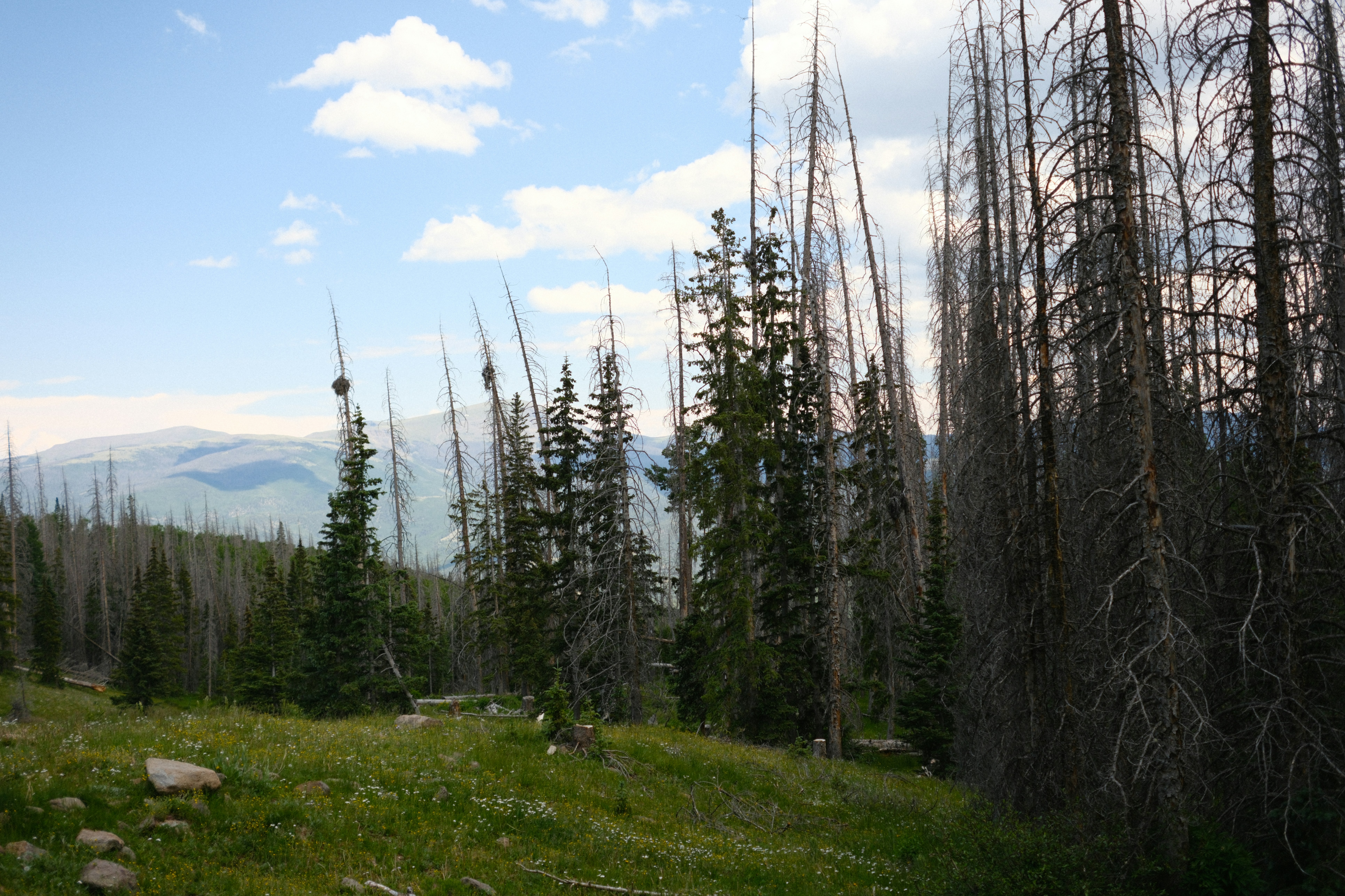 Highlands Meadows Preserve