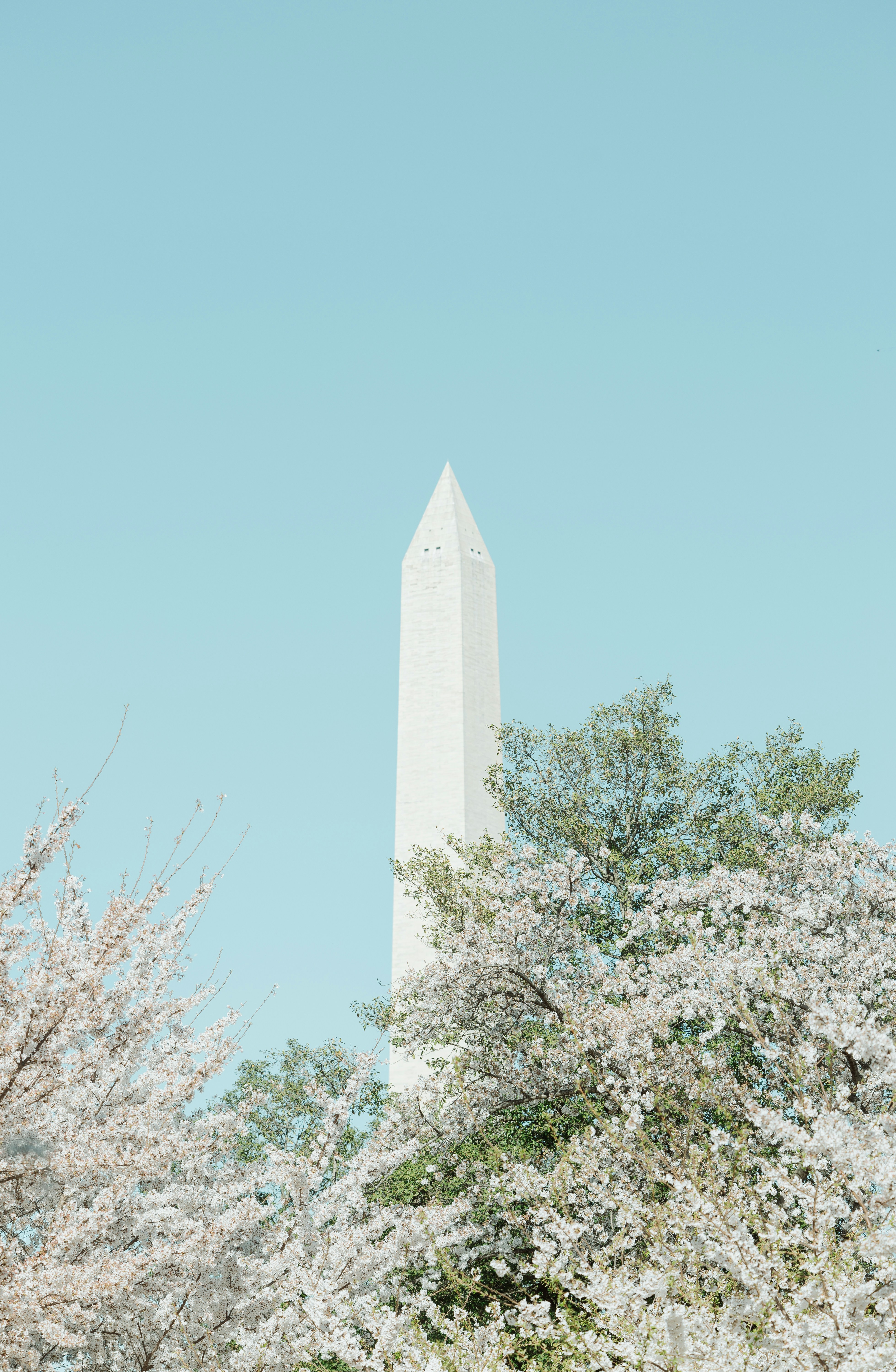 Washington monument surrounded by blooming cherry blossoms