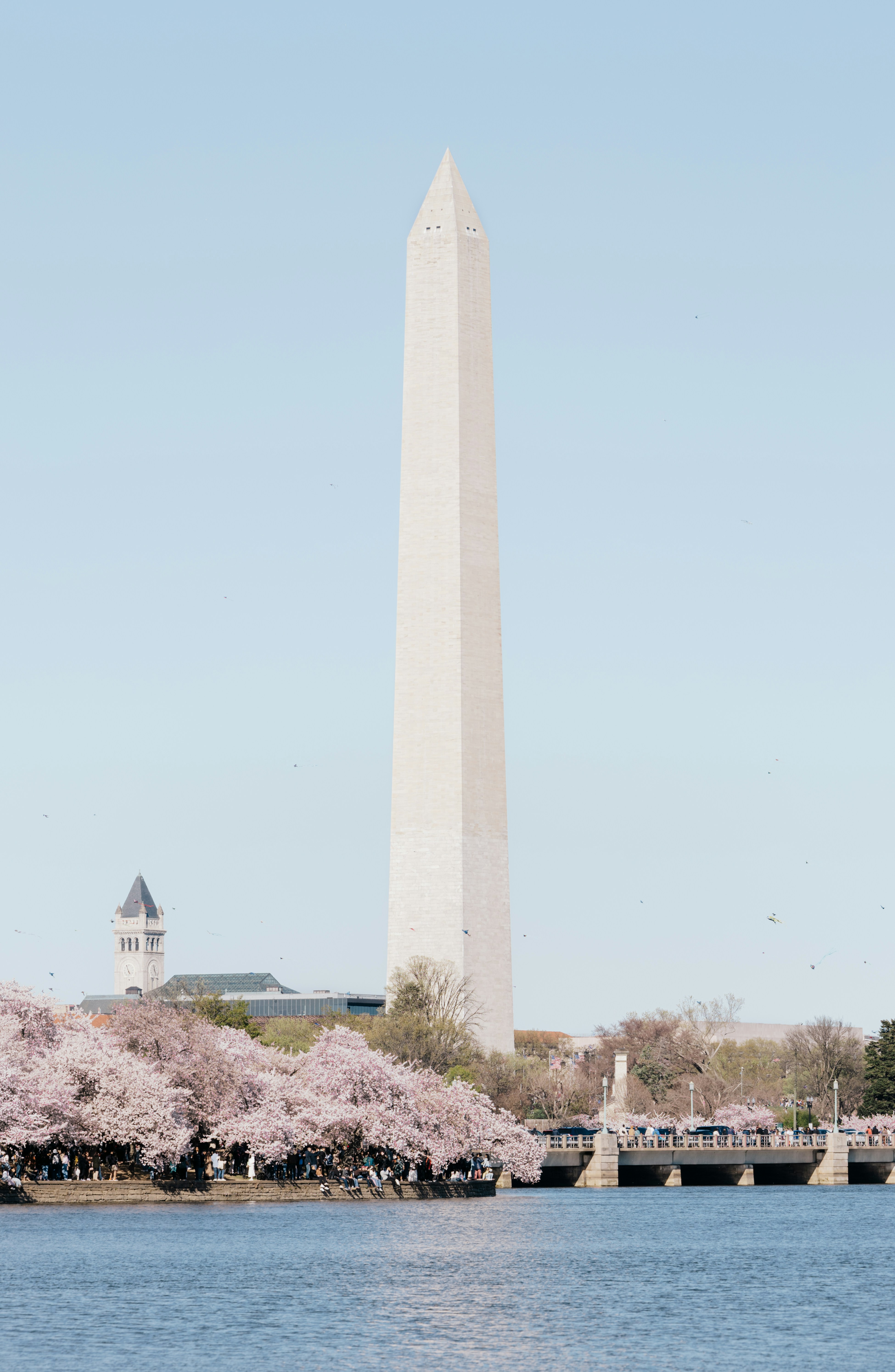 Washington monument surrounded by cherry blossoms