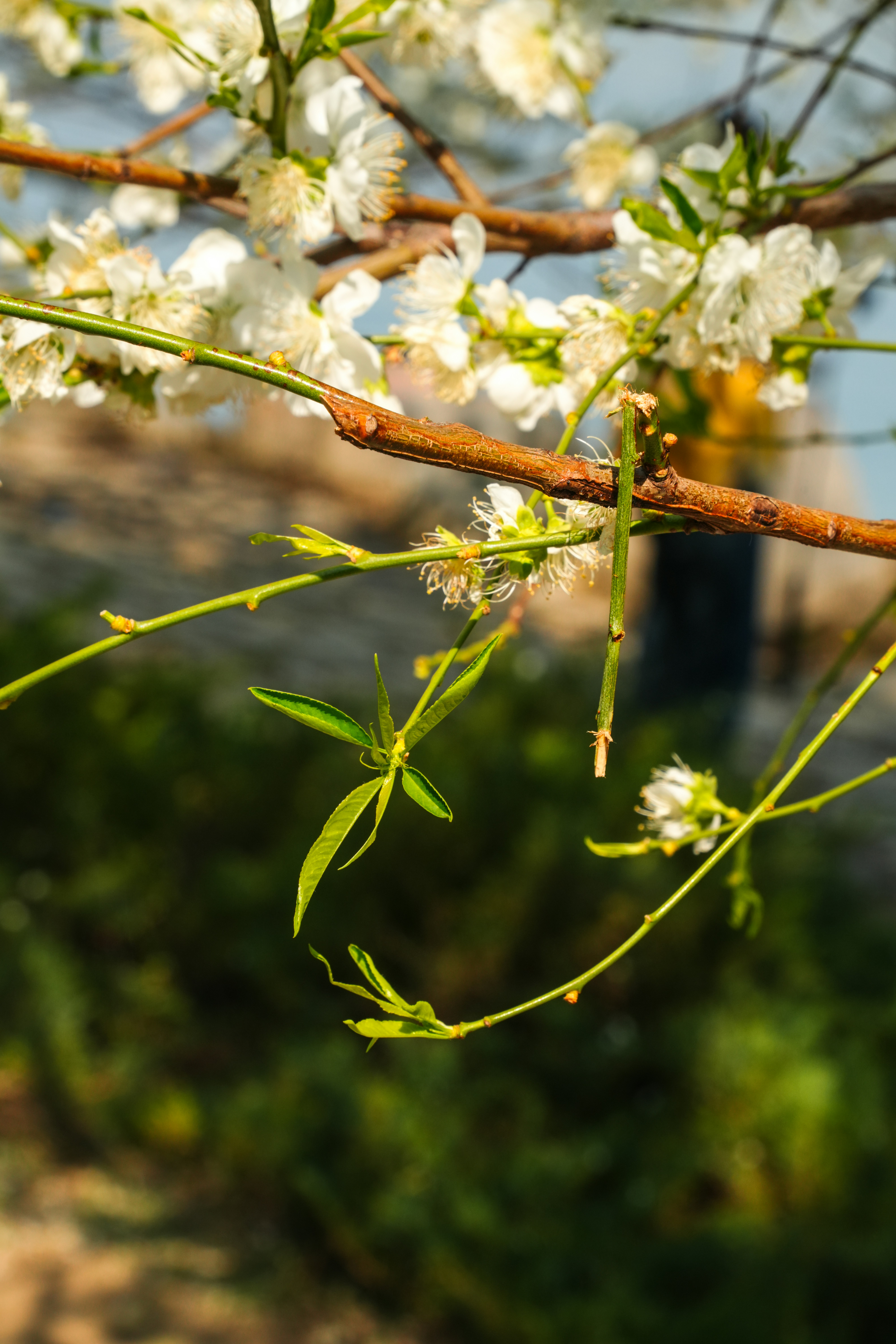 Un insecto palo delgado camuflado en una rama de árbol en flor