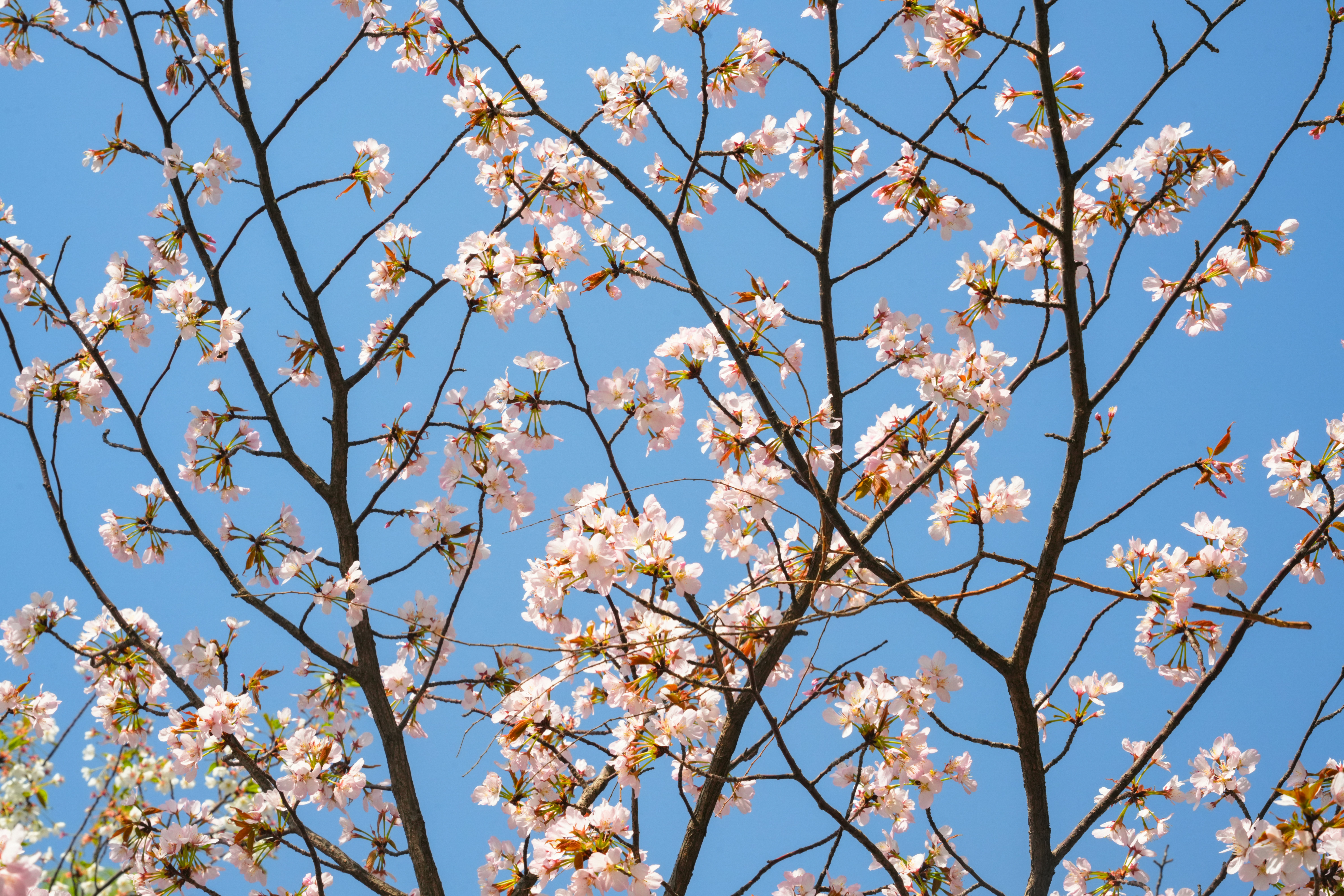 Ramas de un cerezo en flor contra el cielo