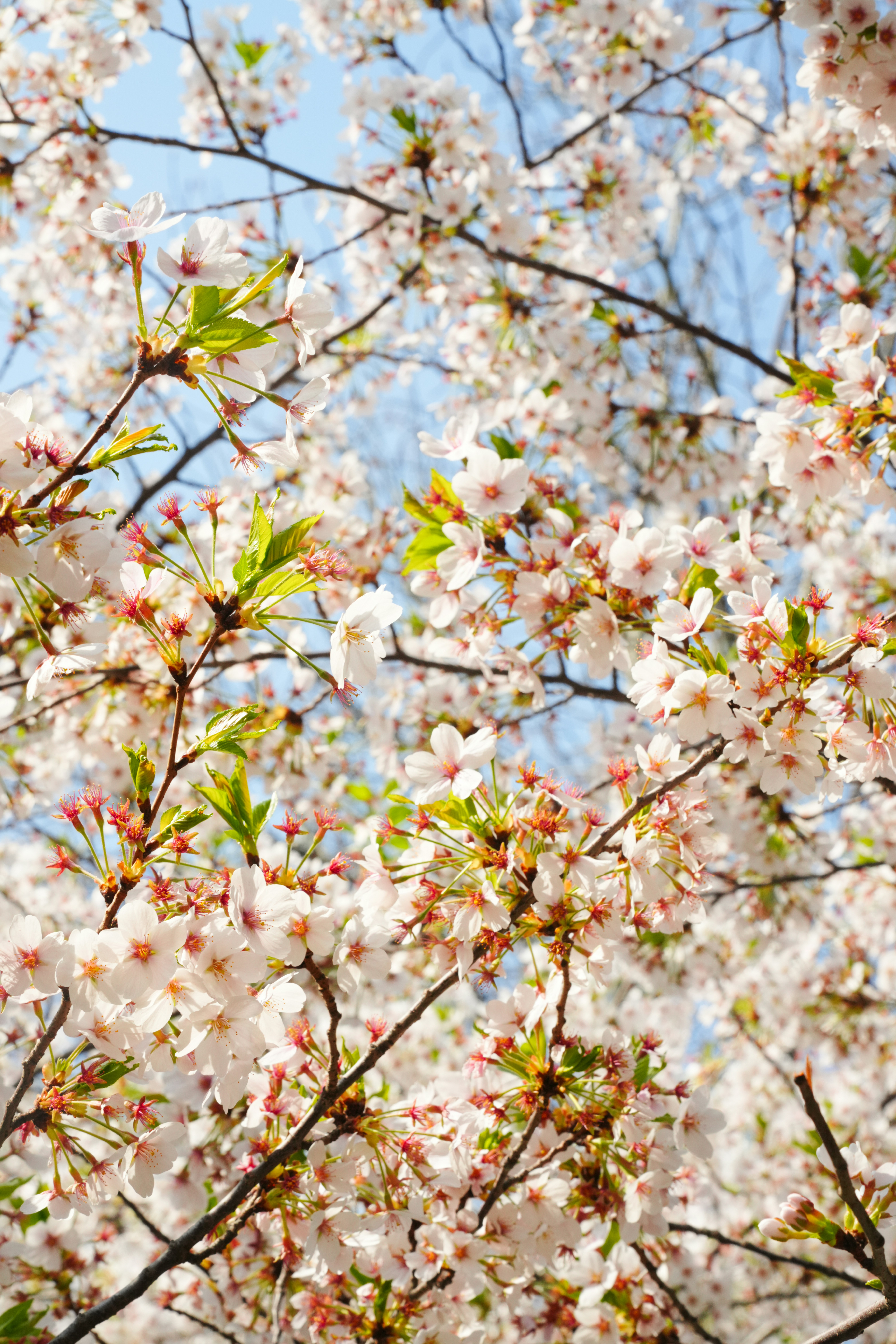 Delicados cerezos blancos florecen contra un cielo azul claro