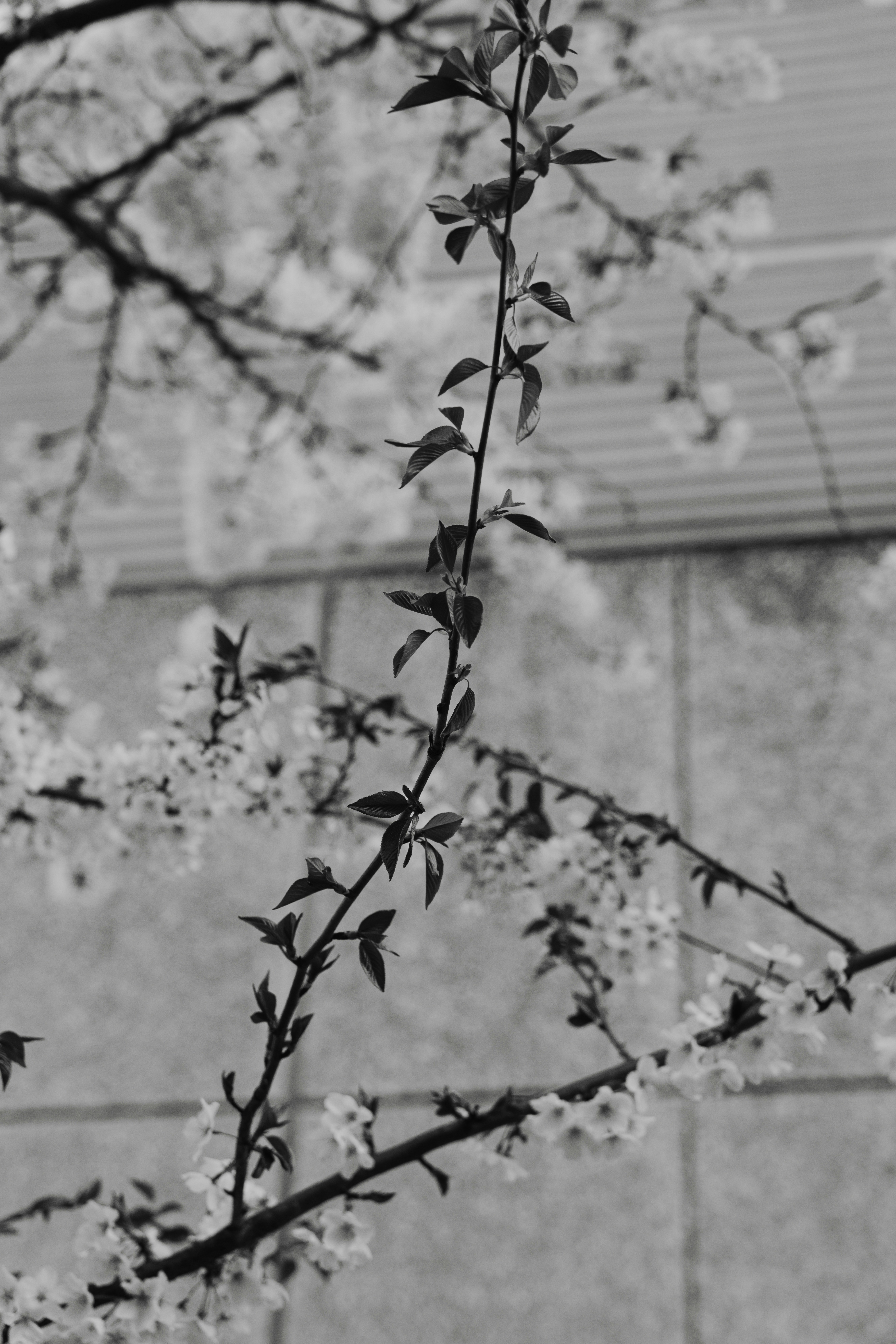 Primo piano in bianco e nero dei rami degli alberi in fiore.