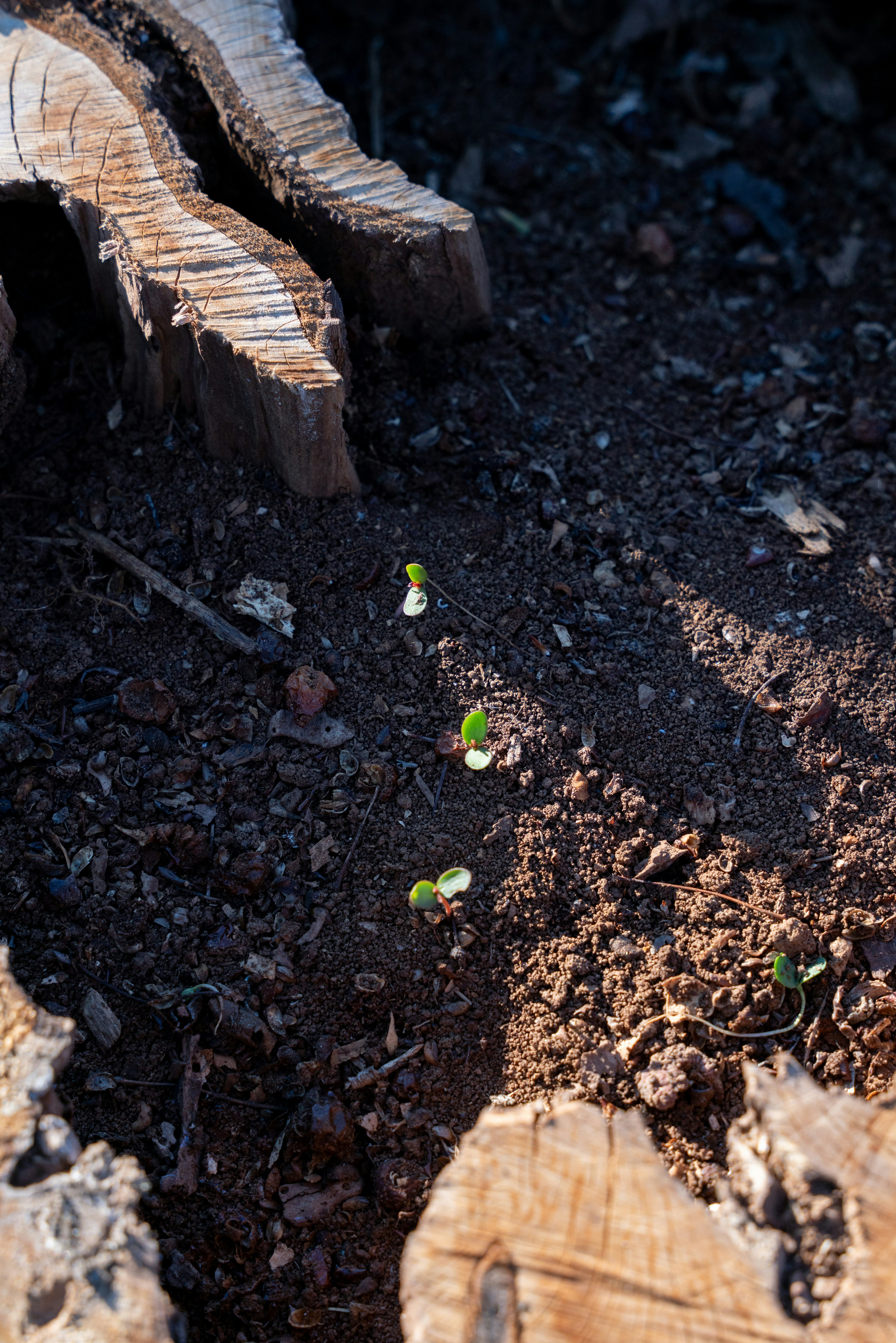 Piantine che crescono dal terreno vicino ai ceppi degli alberi.